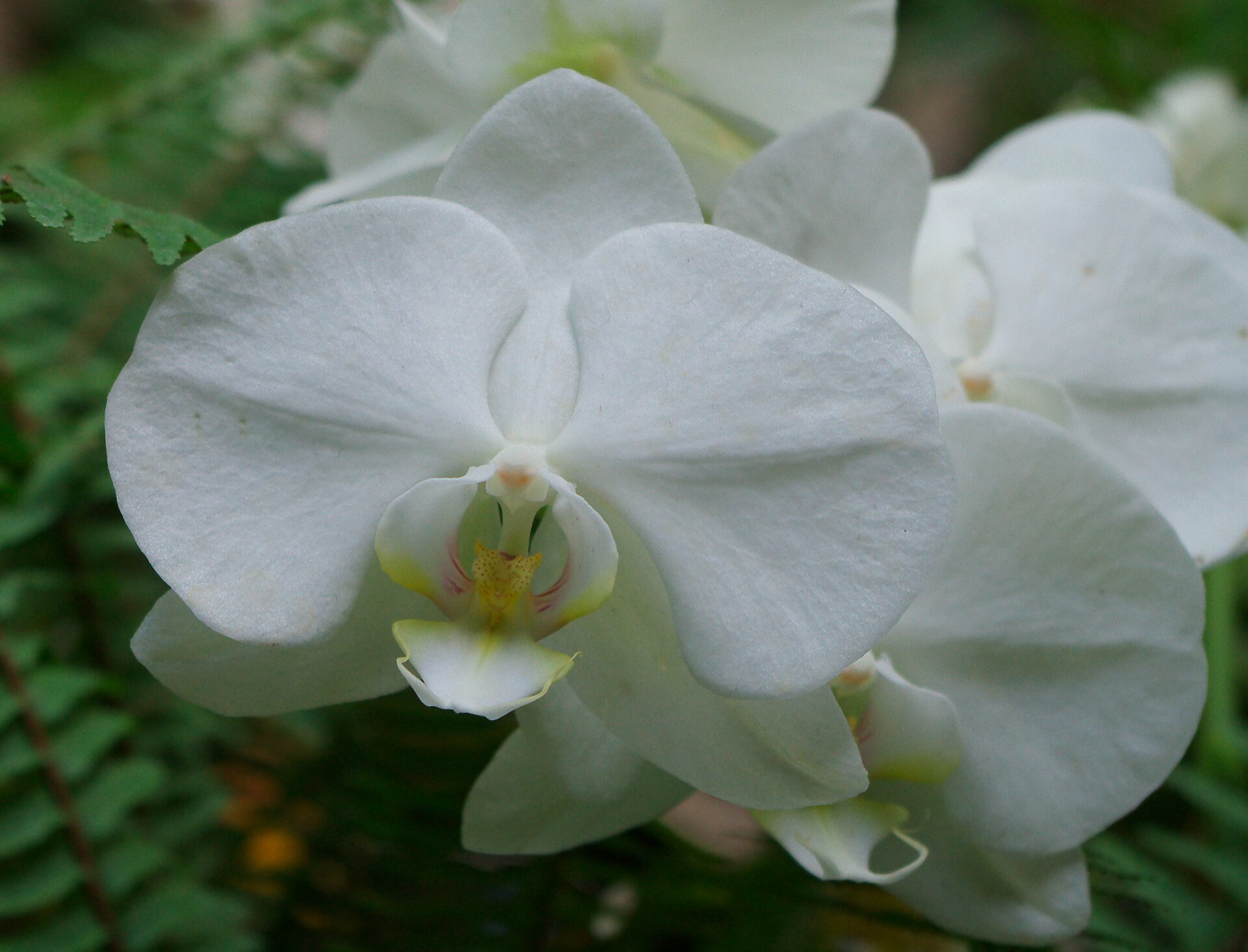 Phalaenopsis Orchid — photo 6