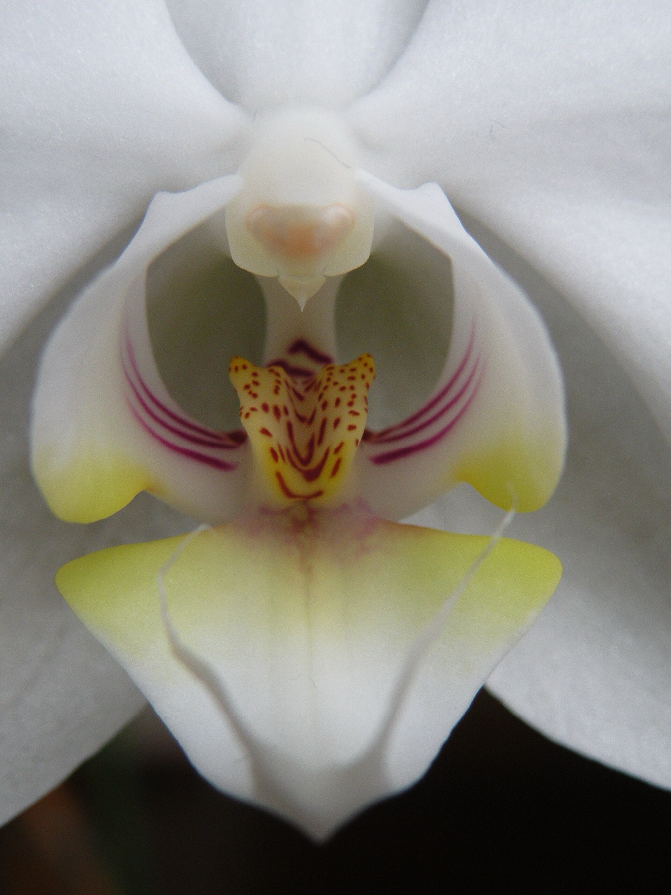 Phalaenopsis Orchid — photo 7