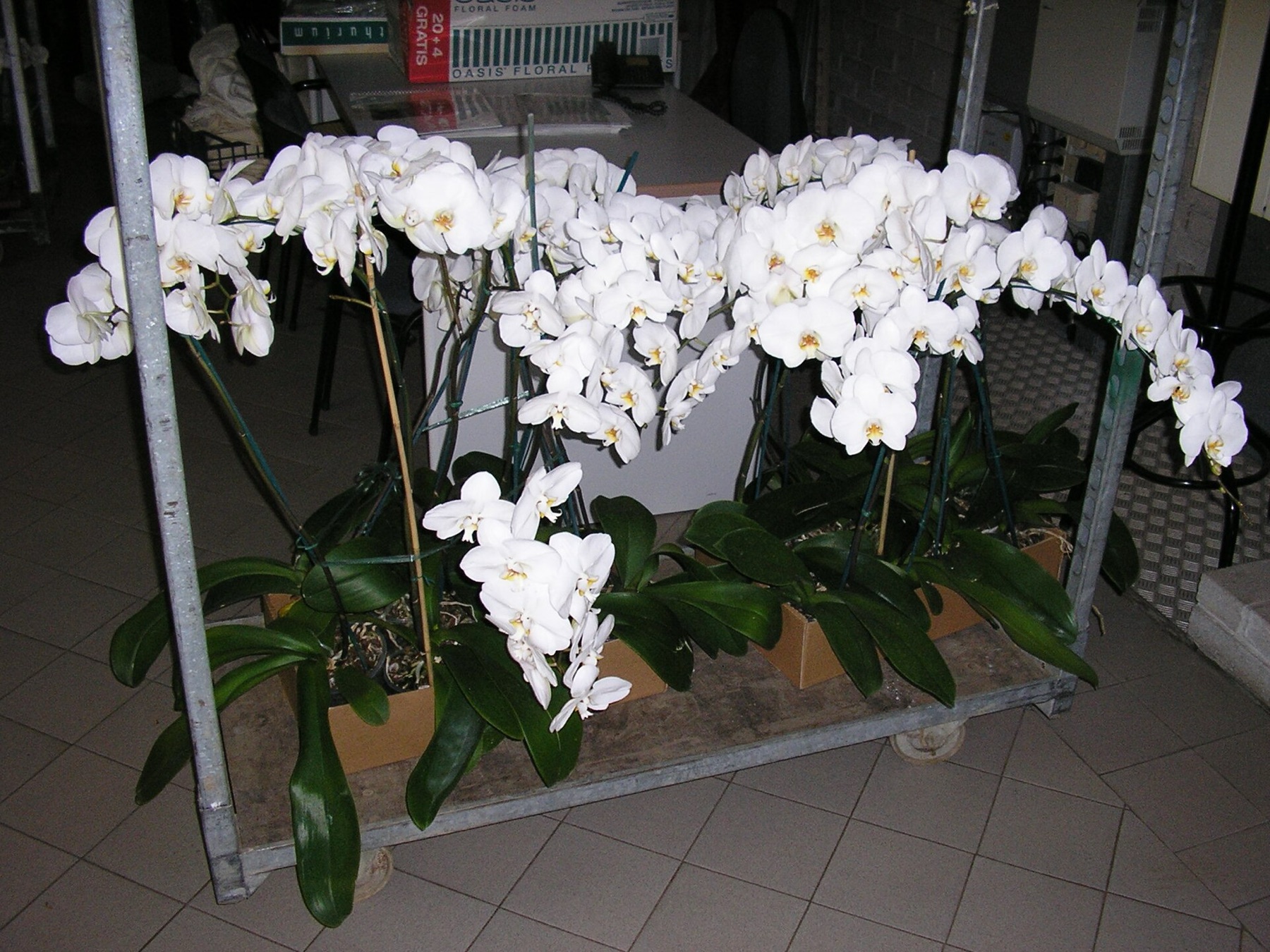Phalaenopsis Orchid — photo 8
