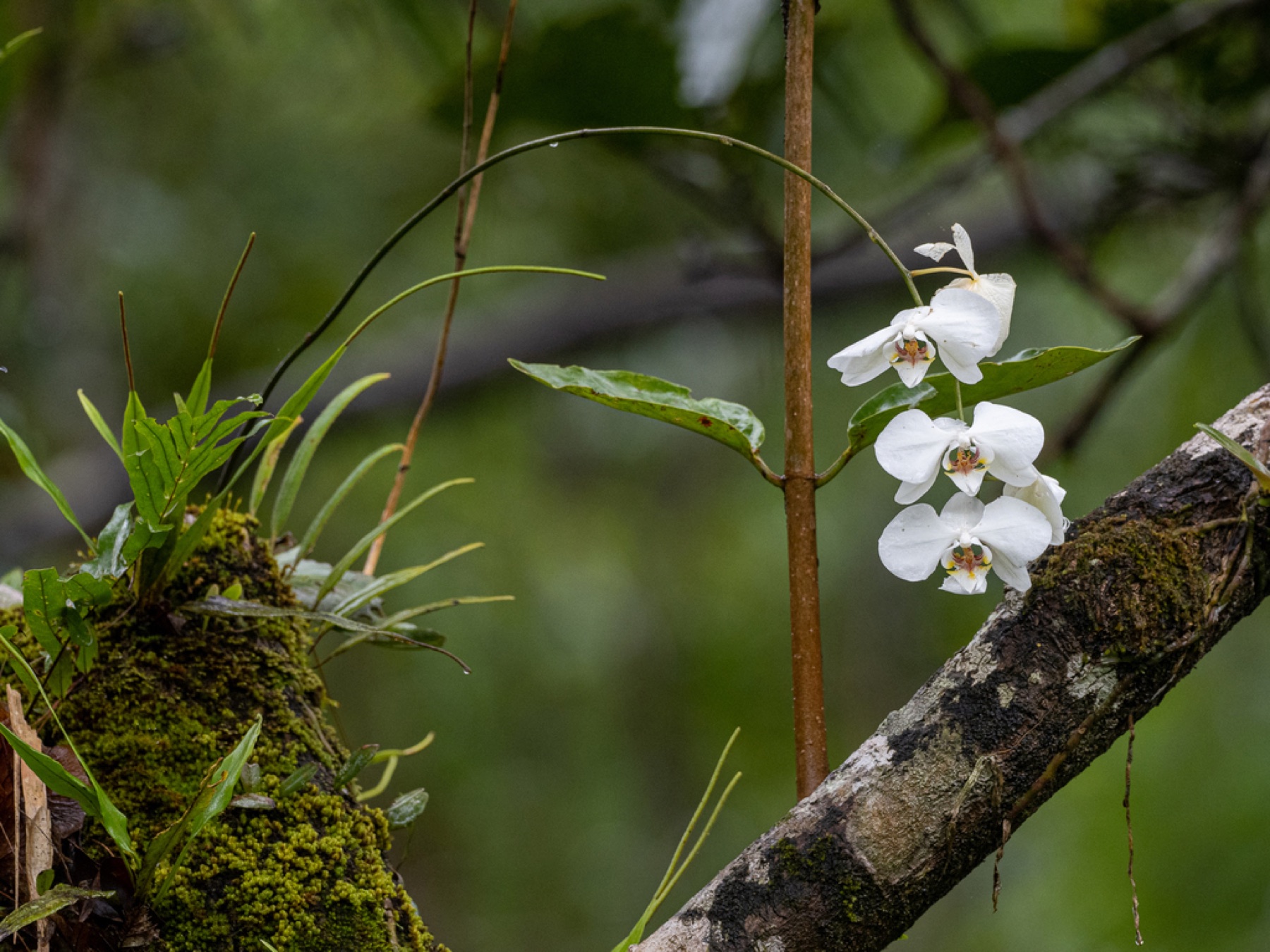 Phalaenopsis Orchid — photo 9