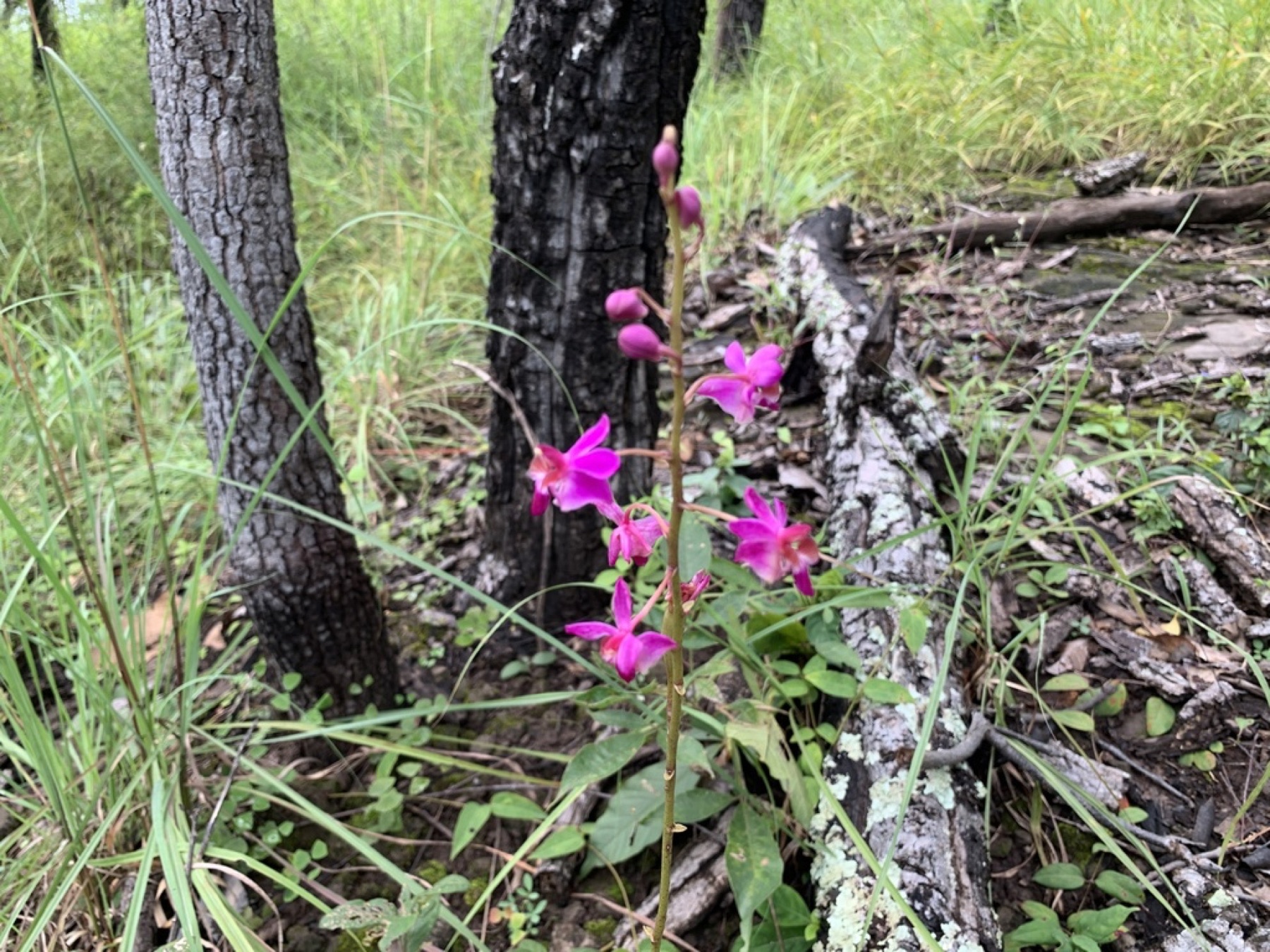 Phalaenopsis Orchid — photo 10