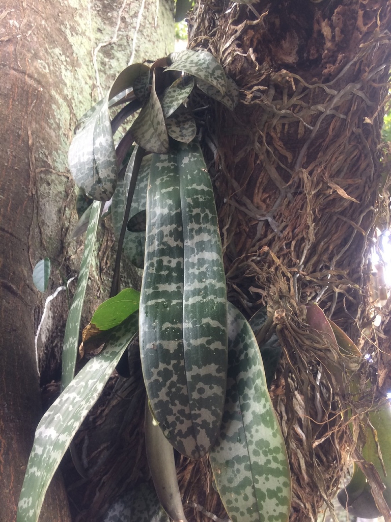 Phalaenopsis Orchid — photo 11