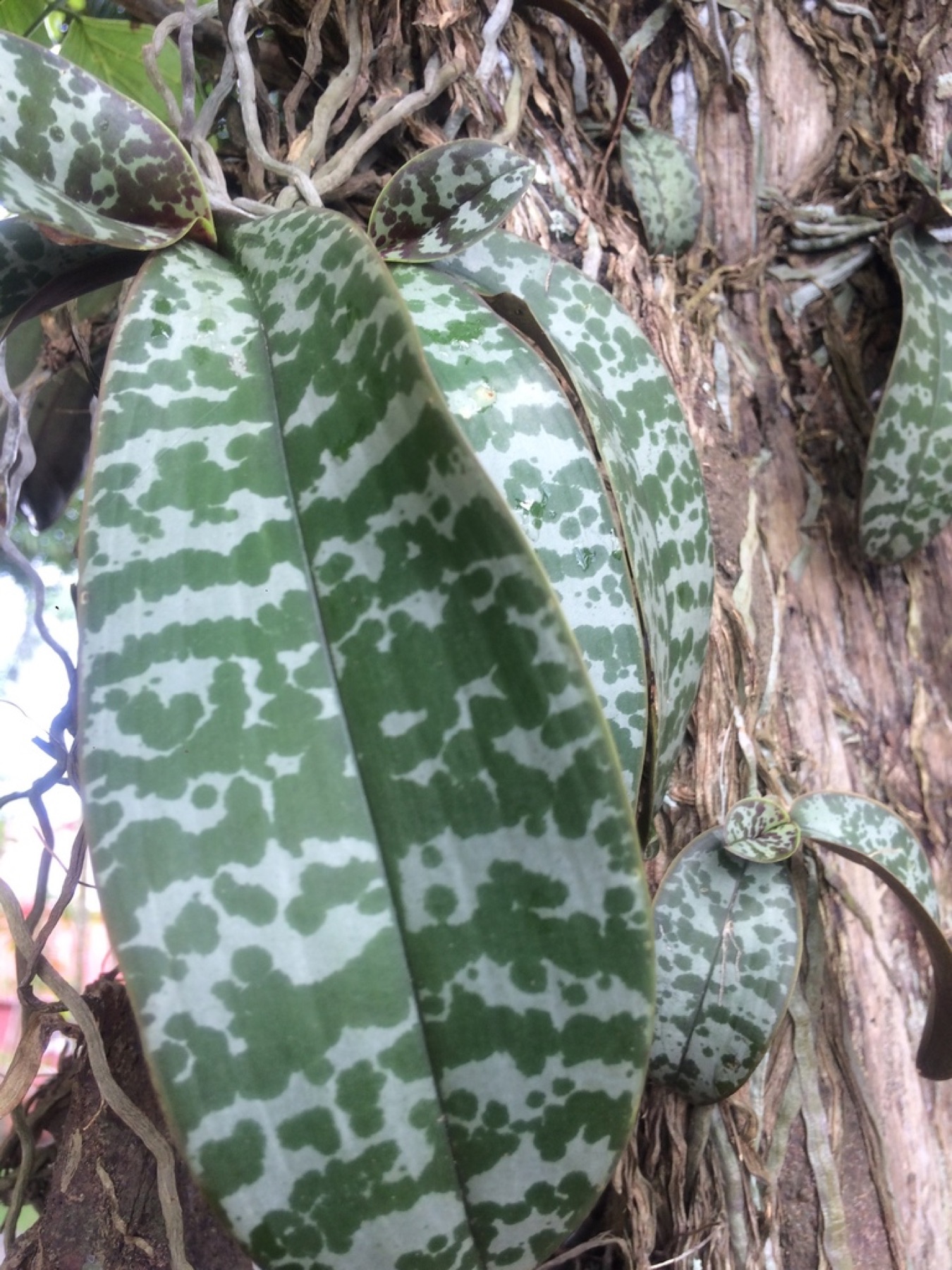 Phalaenopsis Orchid — photo 12
