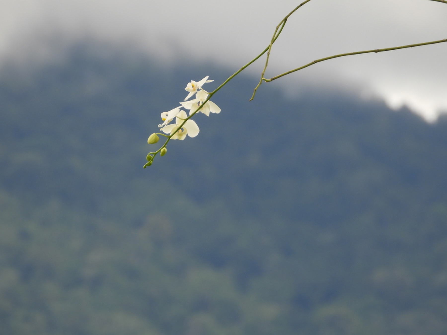 Phalaenopsis Orchid — photo 13