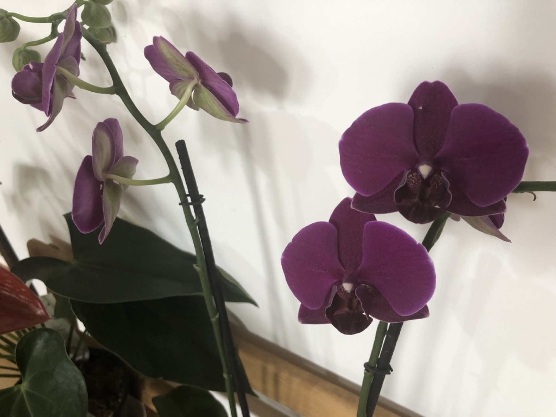 Phalaenopsis Orchid — photo 15