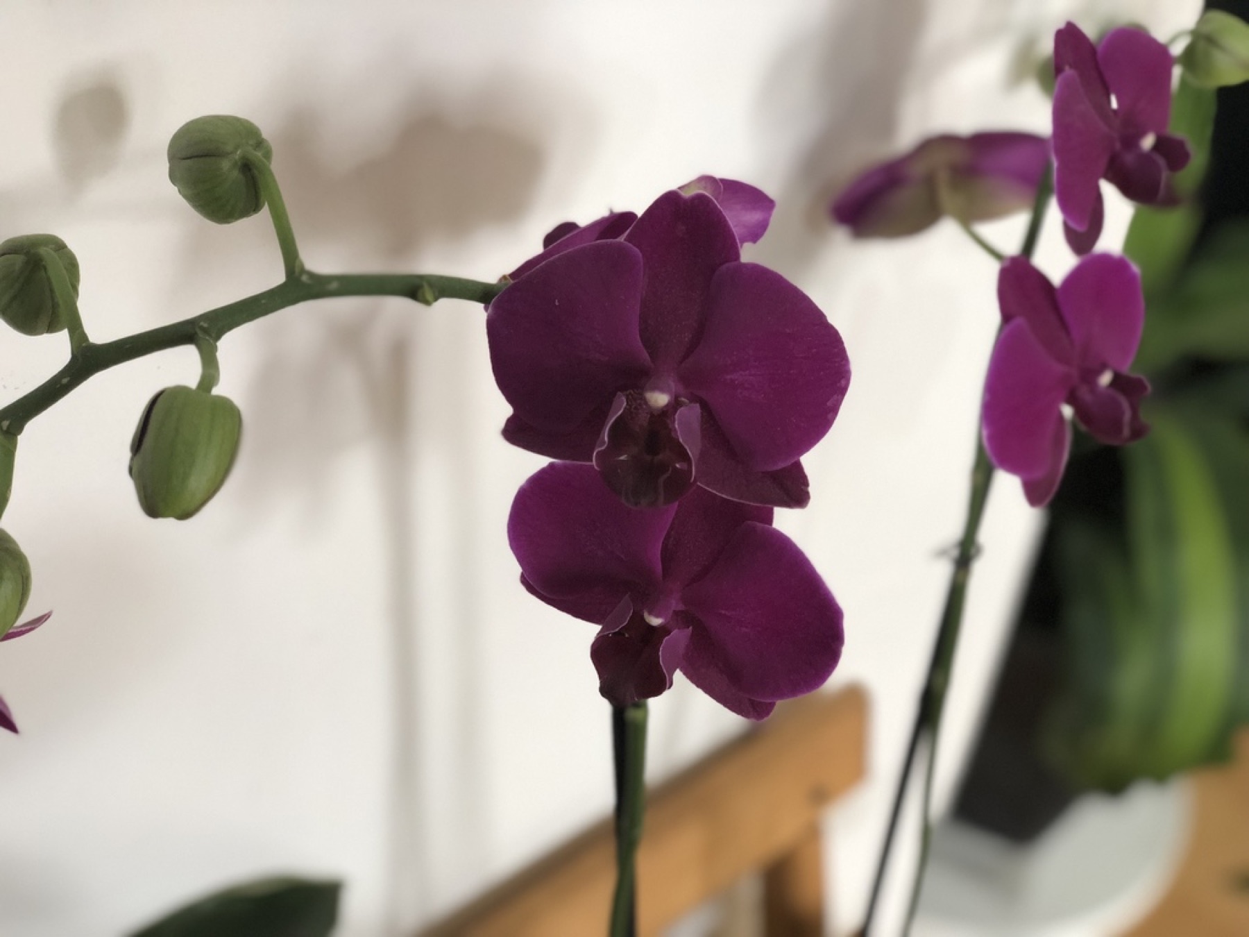 Phalaenopsis Orchid — photo 16