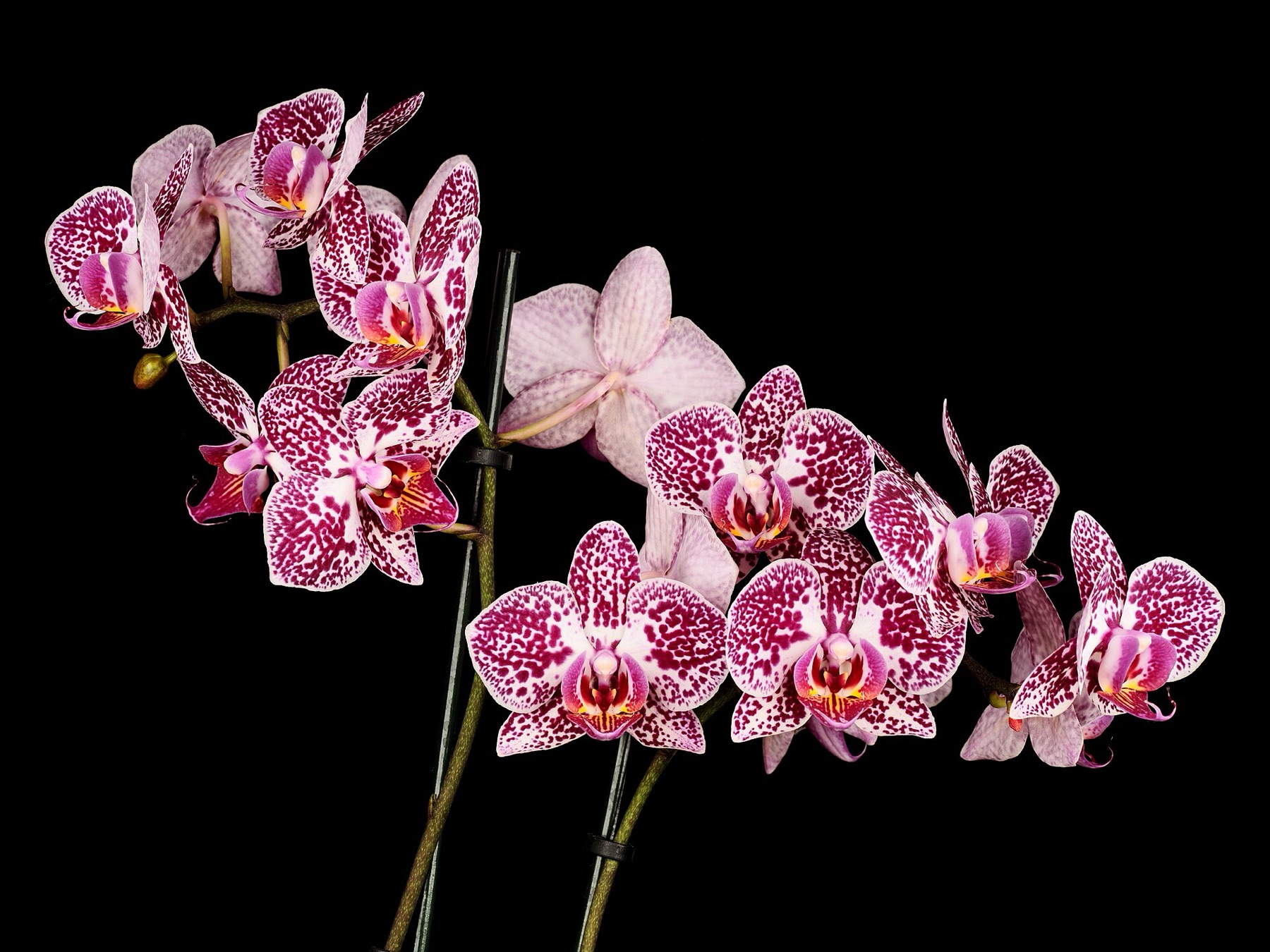 Phalaenopsis Orchid — photo 17