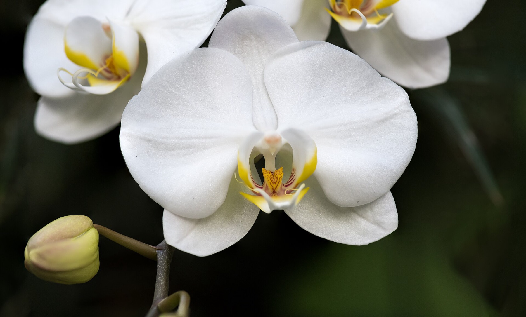 Phalaenopsis Orchid — photo 18
