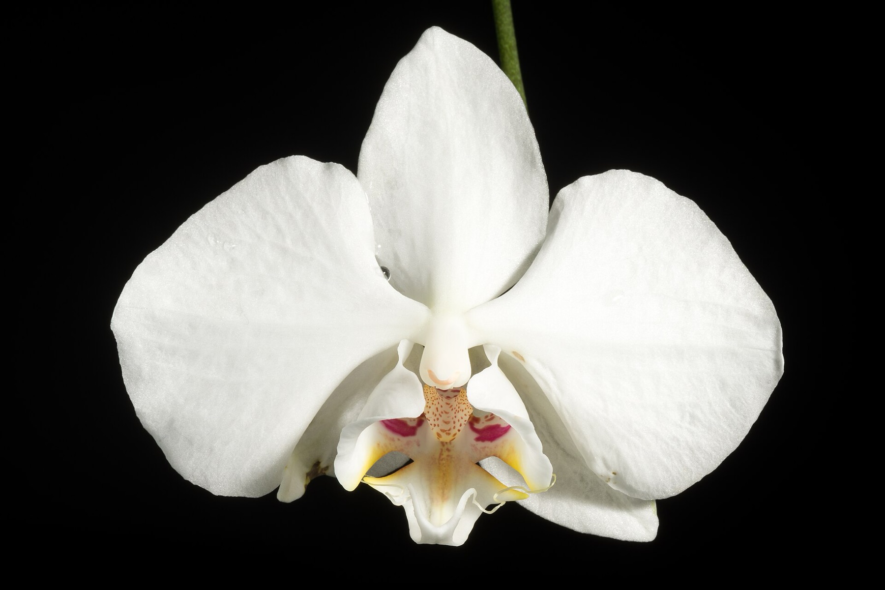 Phalaenopsis Orchid — photo 19