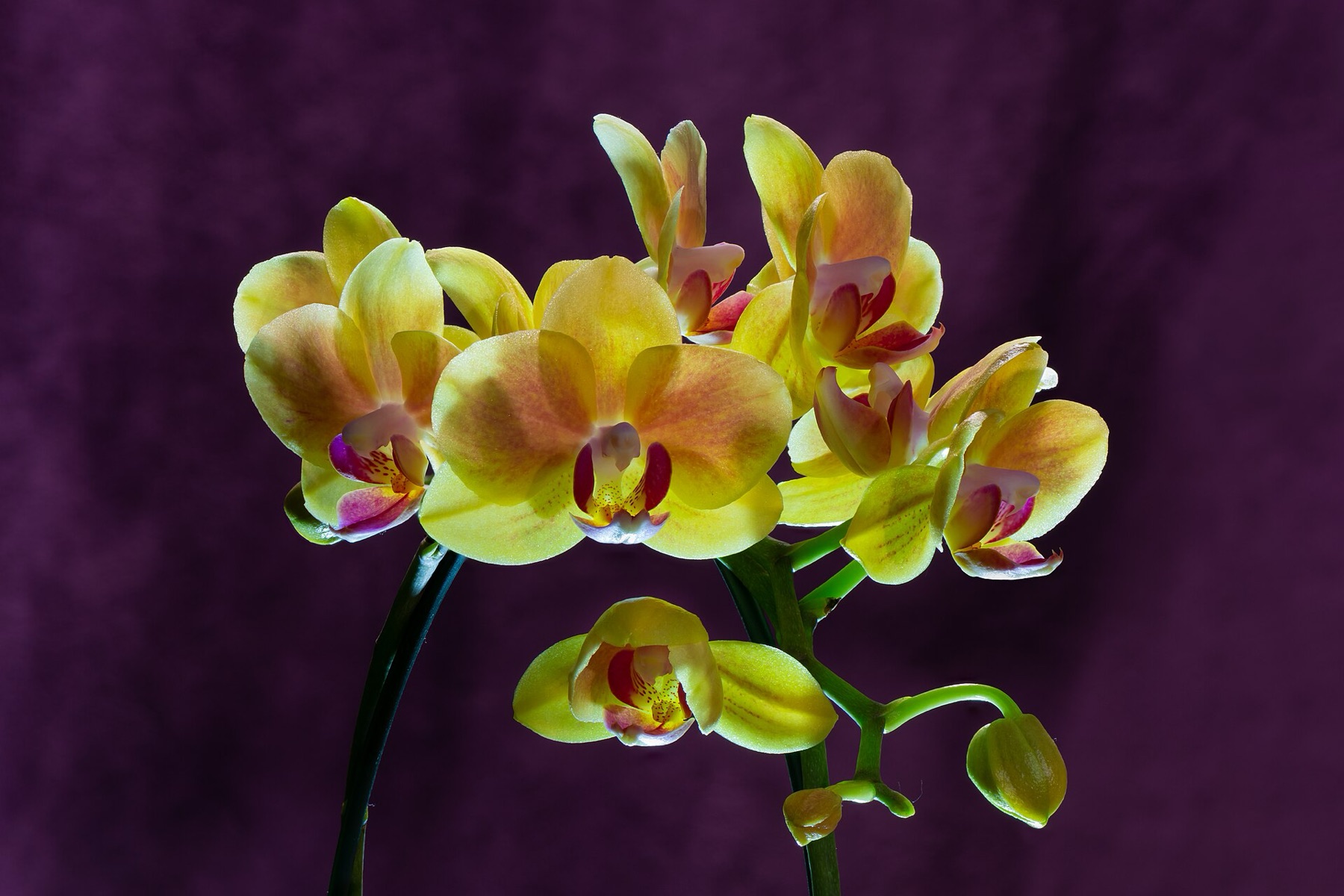 Phalaenopsis Orchid — photo 20