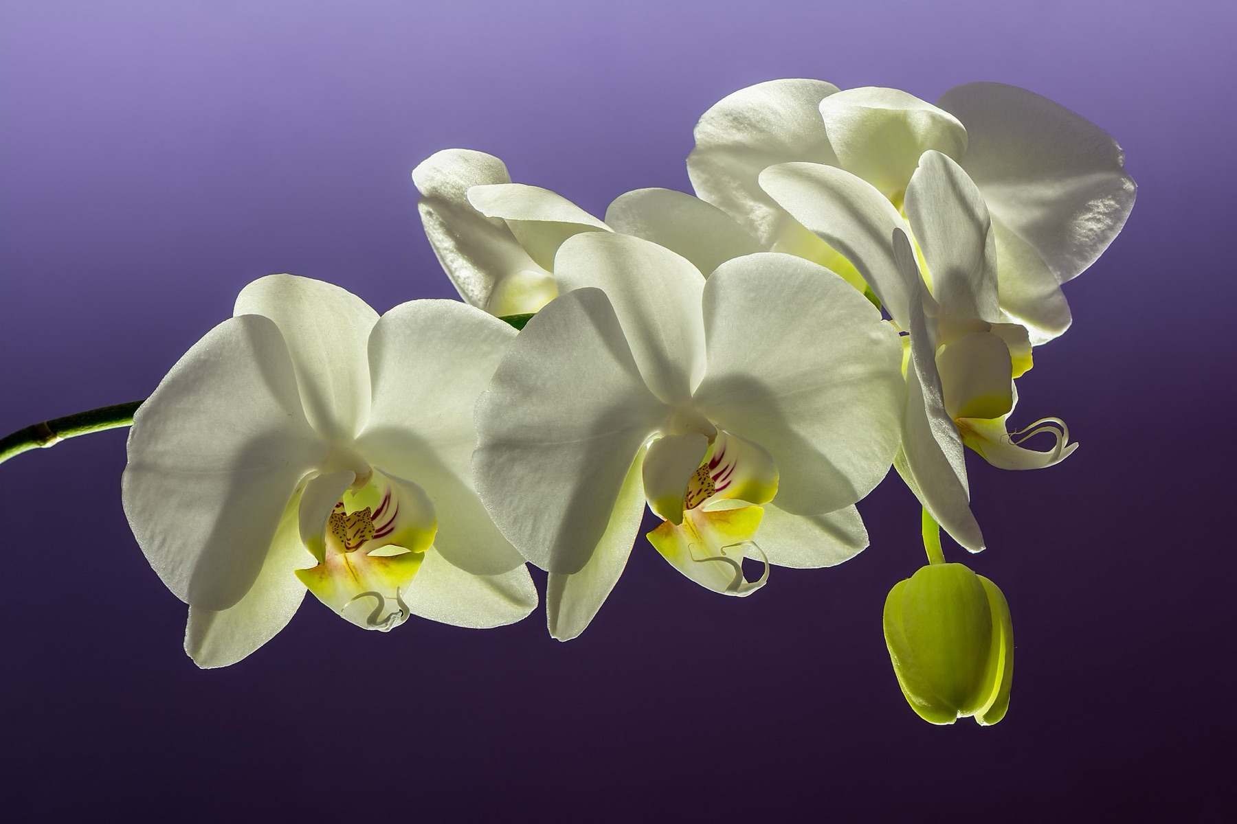Phalaenopsis Orchid — photo 21