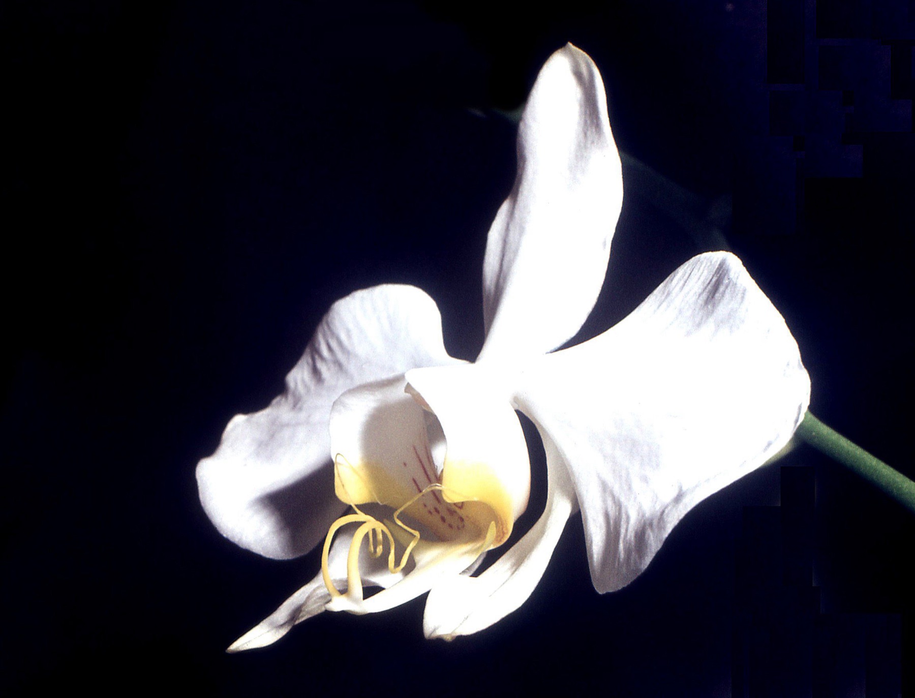 Phalaenopsis Orchid — photo 22