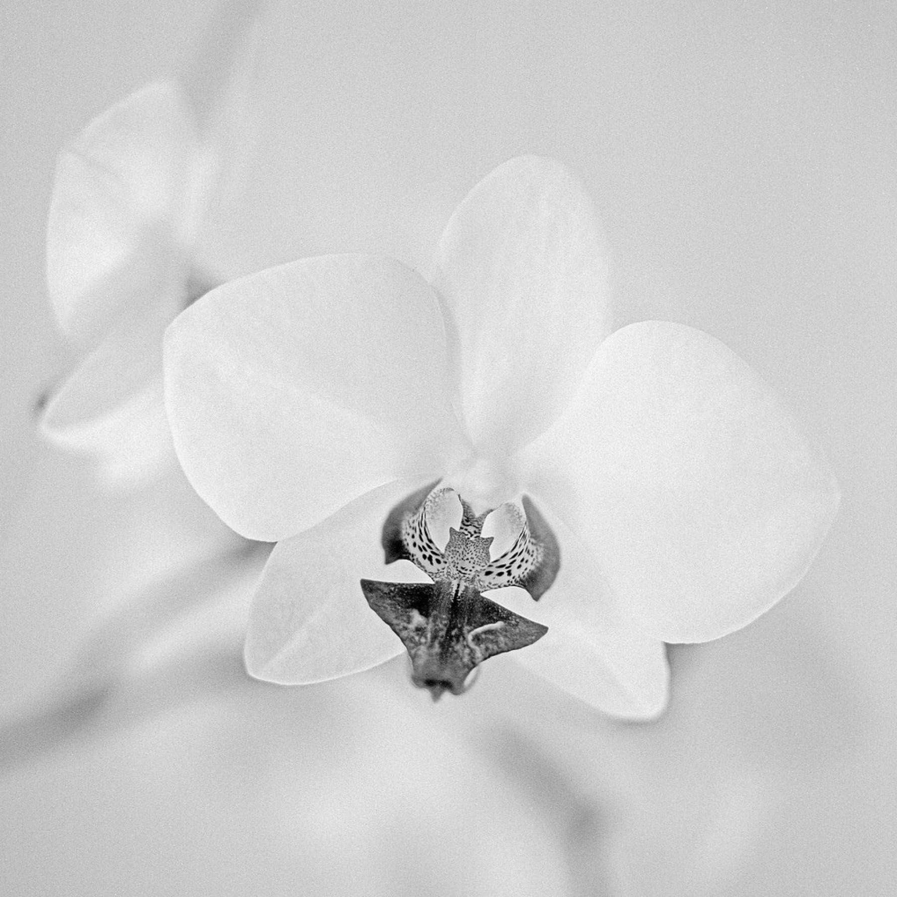 Phalaenopsis Orchid — photo 23