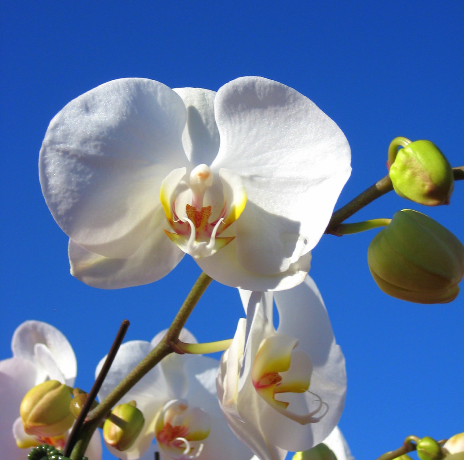 Phalaenopsis Orchid — photo 24