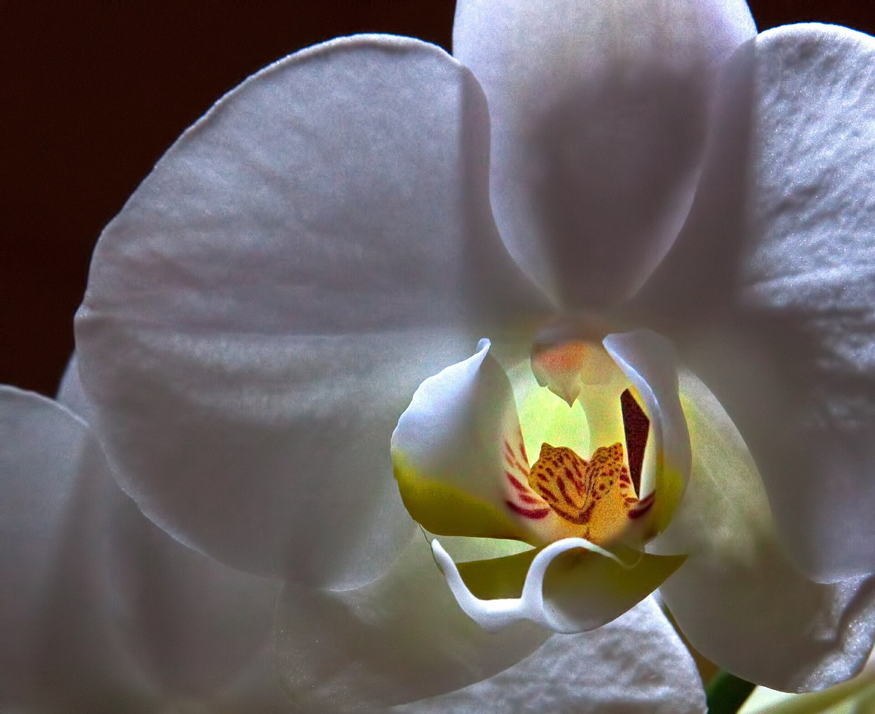 Phalaenopsis Orchid — photo 1