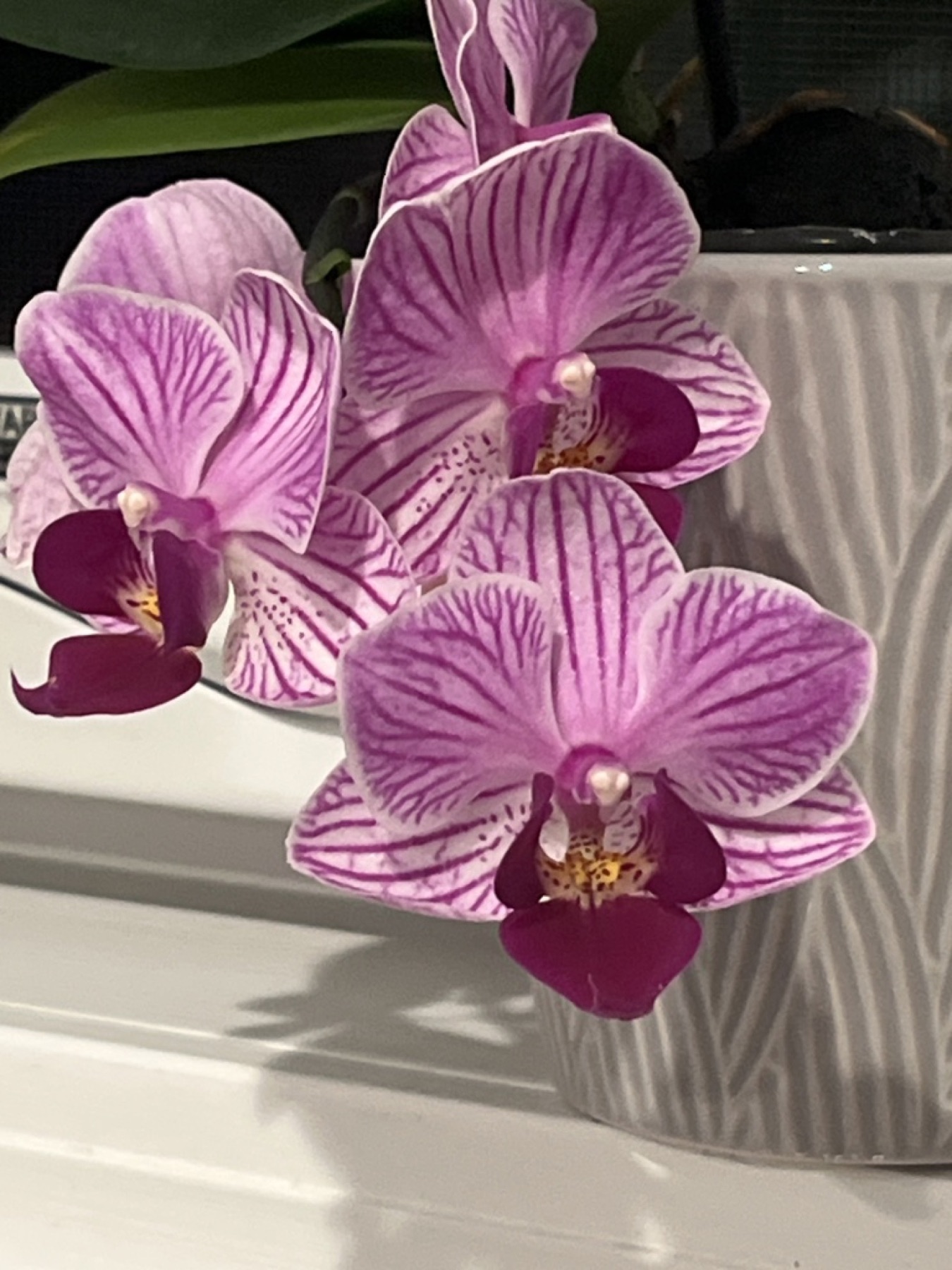 Phalaenopsis Orchid — photo 3