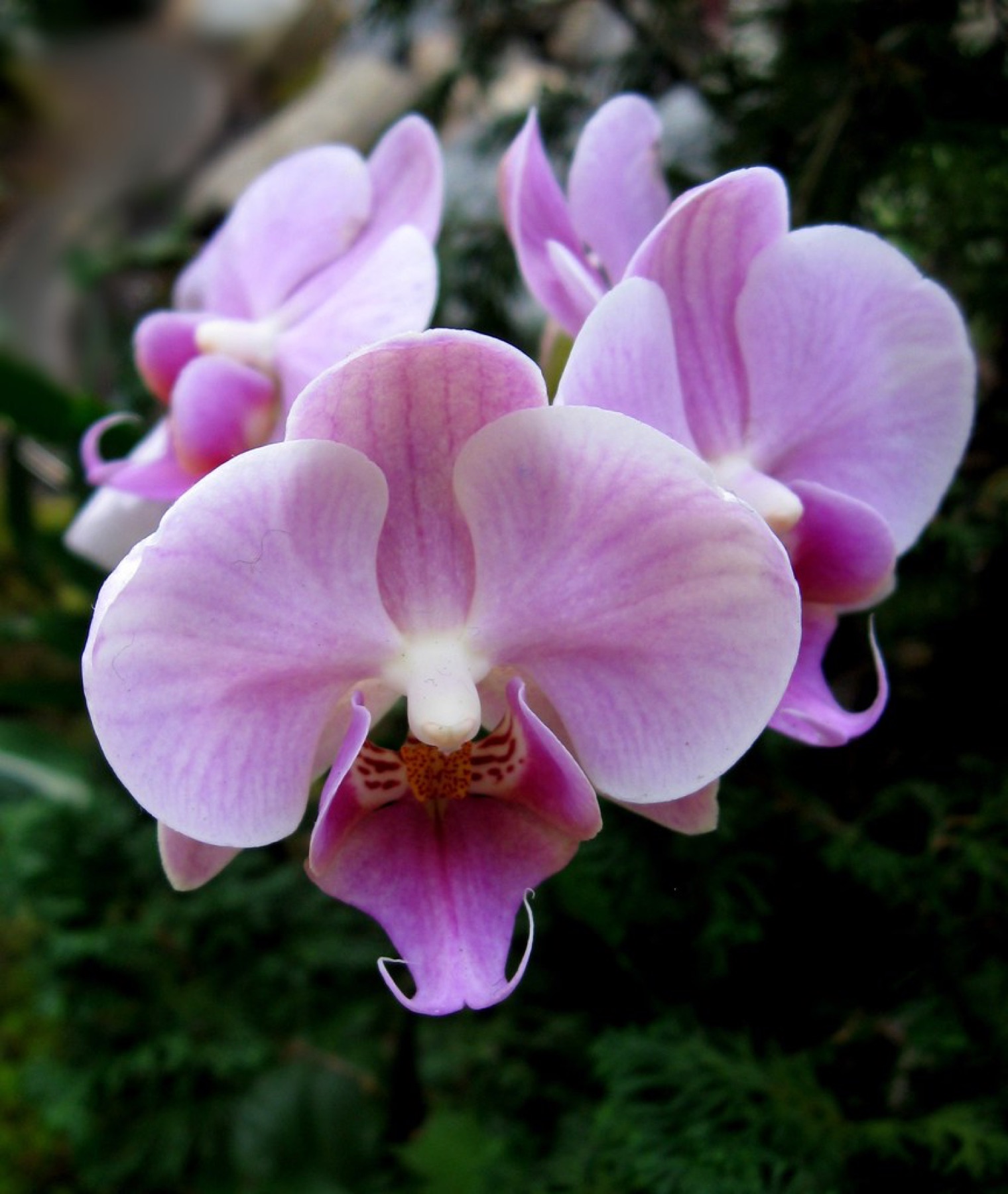 Phalaenopsis Orchid — photo 4