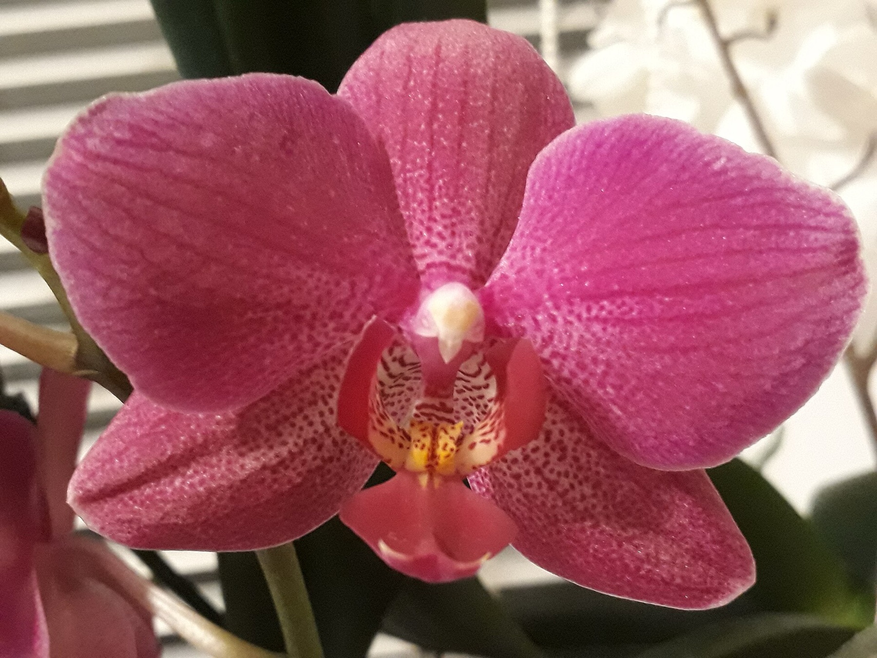Phalaenopsis Orchid — photo 5