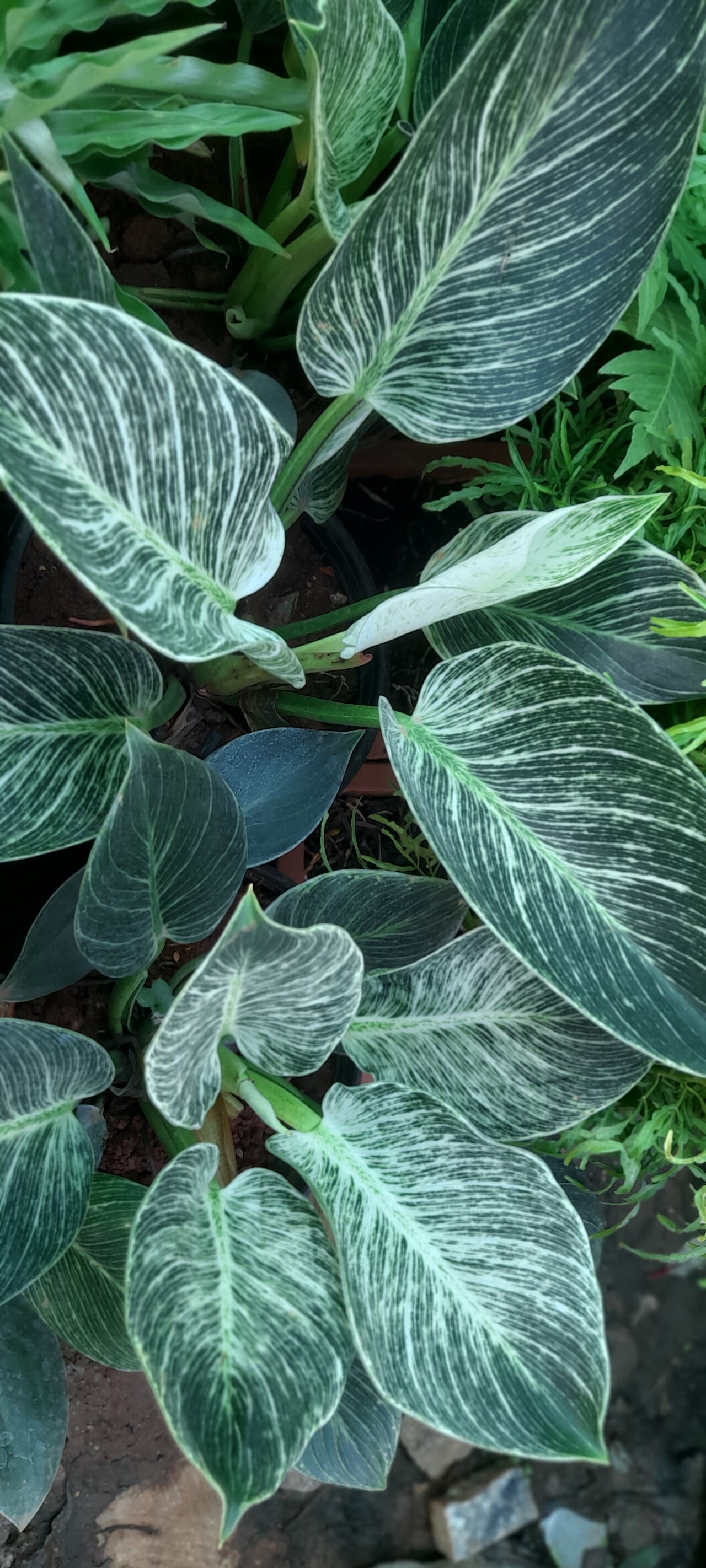 Philodendron Birkin — photo 3
