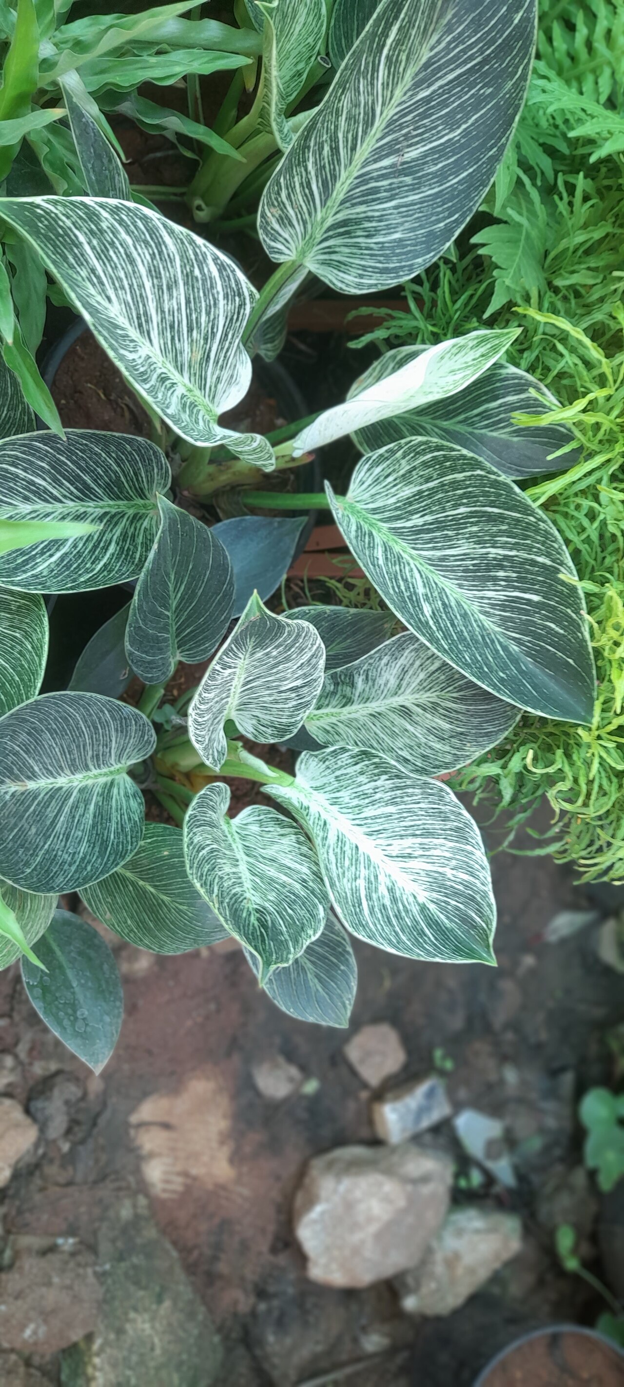 Philodendron Birkin — photo 4