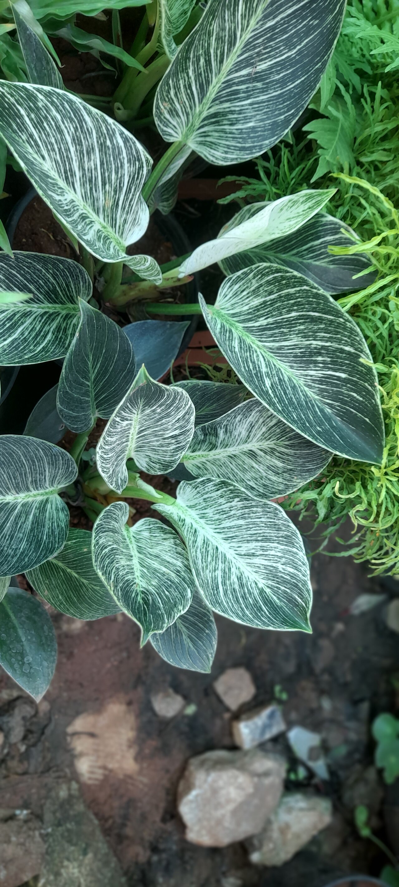 Philodendron Birkin — photo 5
