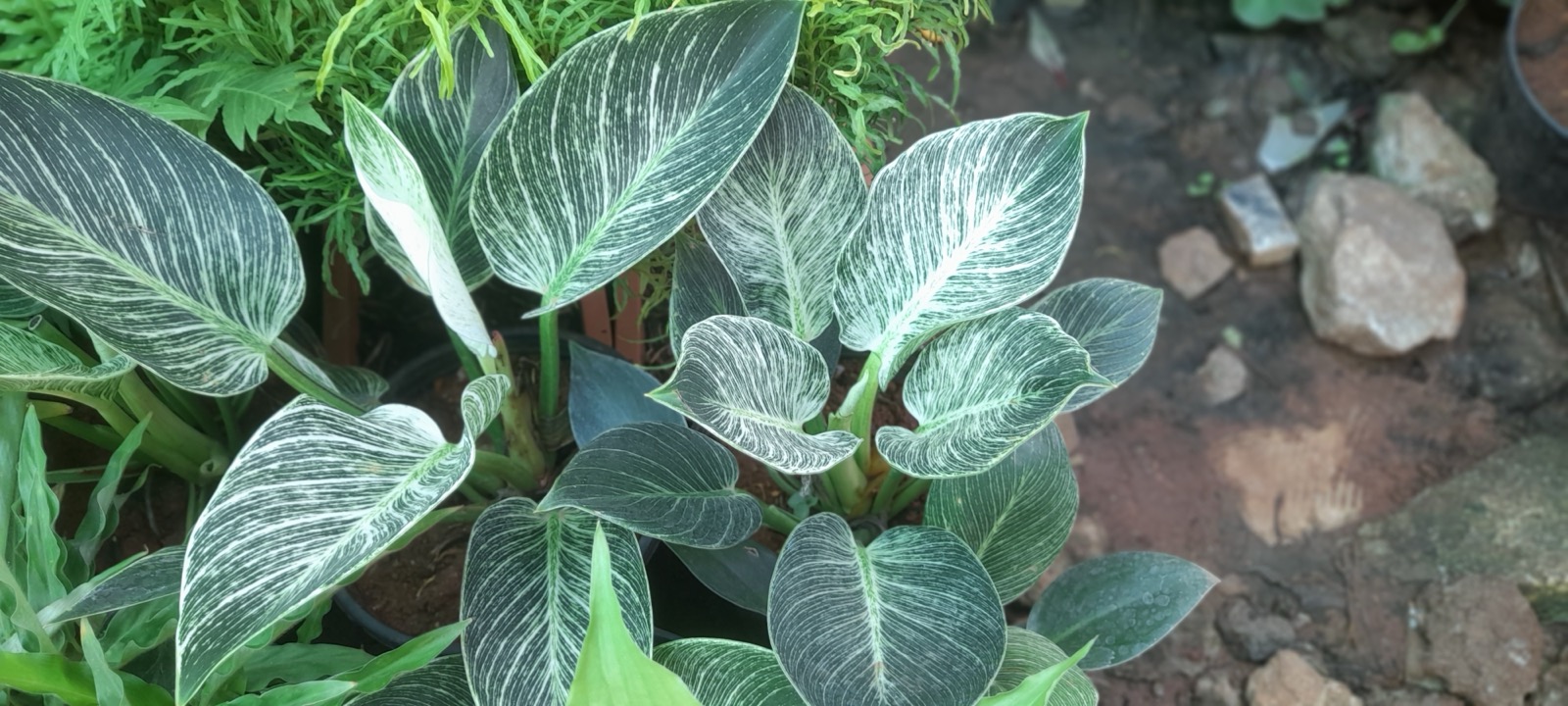 Philodendron Birkin — photo 2