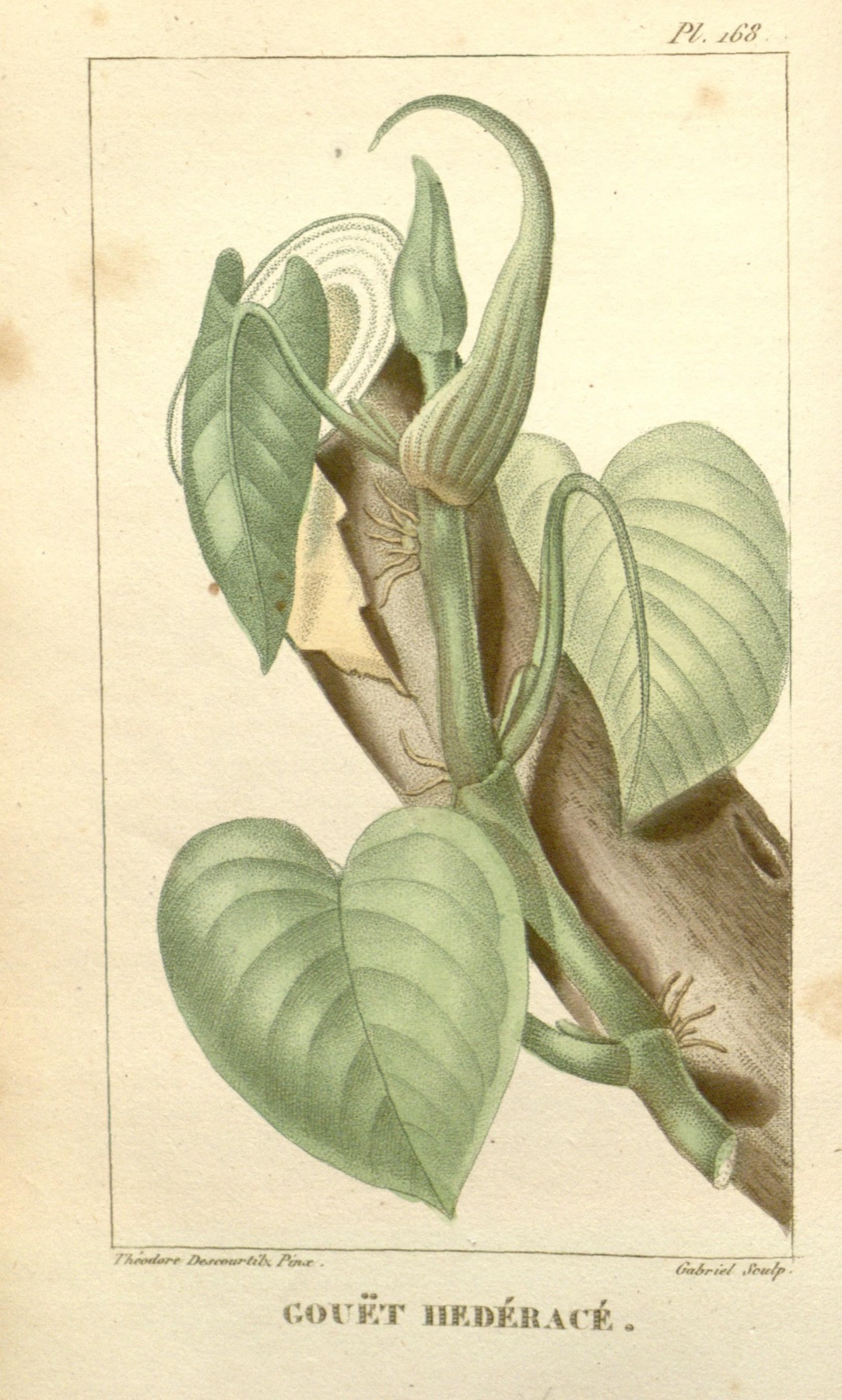 Philodendron Brasil — photo 7