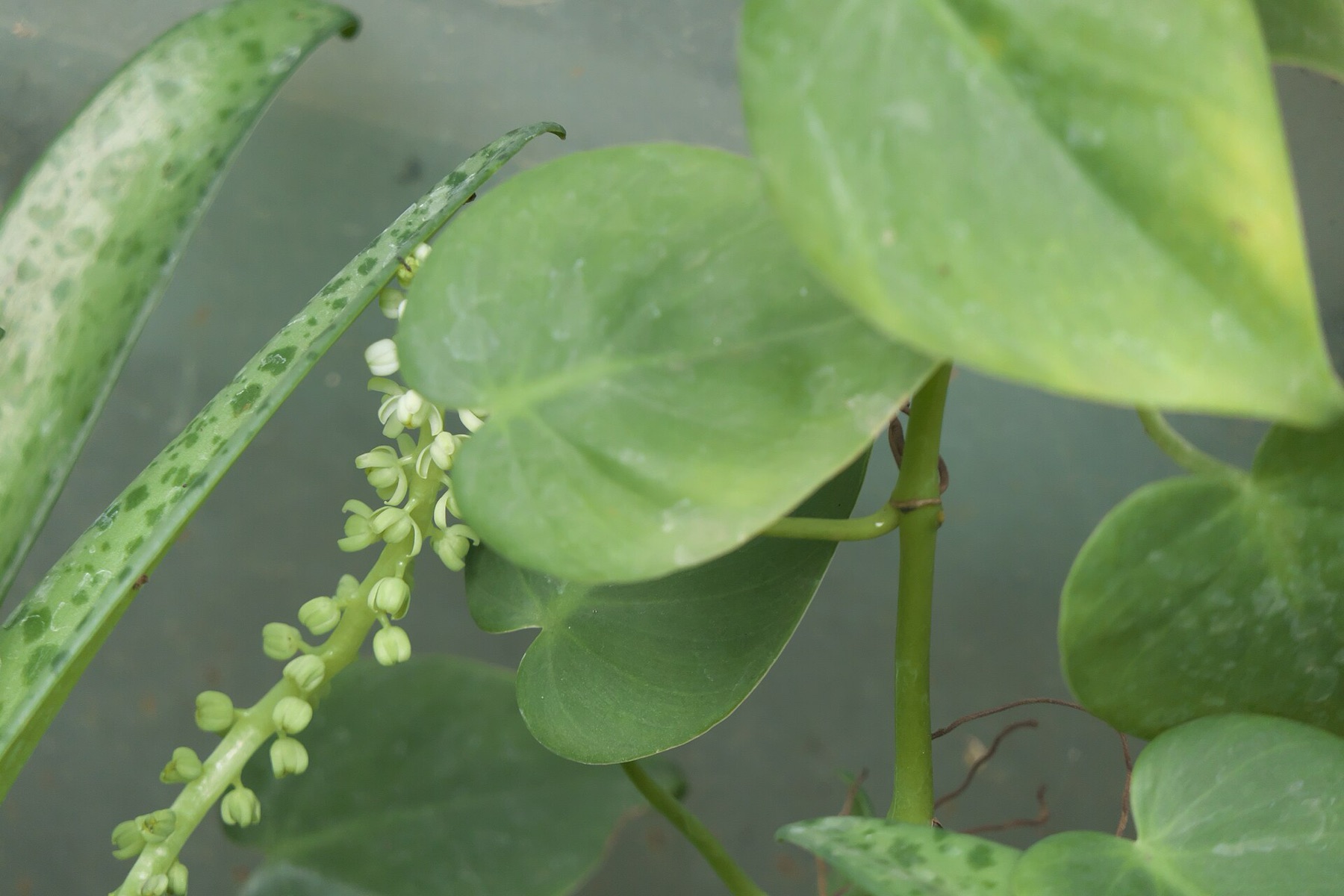 Philodendron Brasil — photo 8