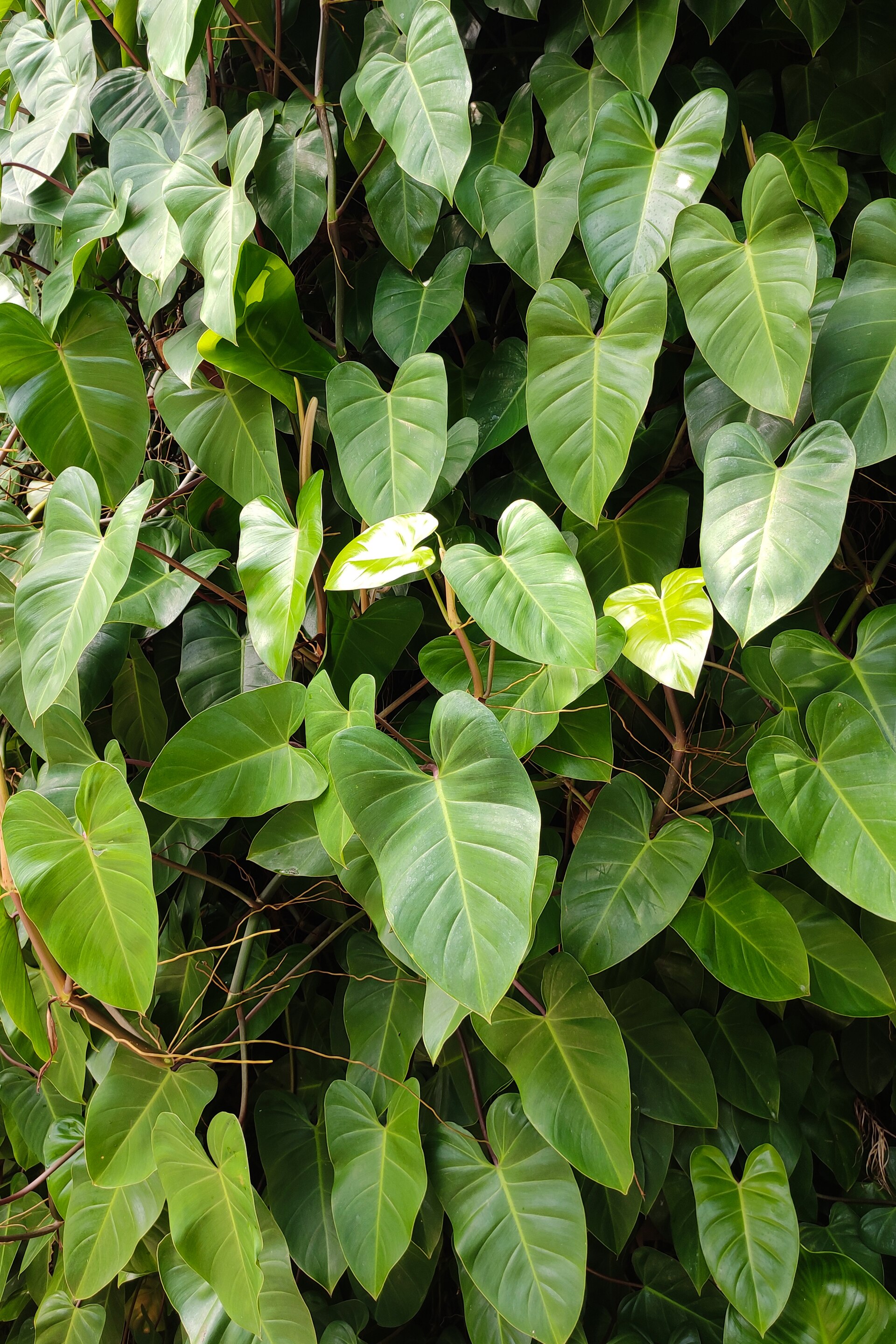 Philodendron Brasil — photo 10