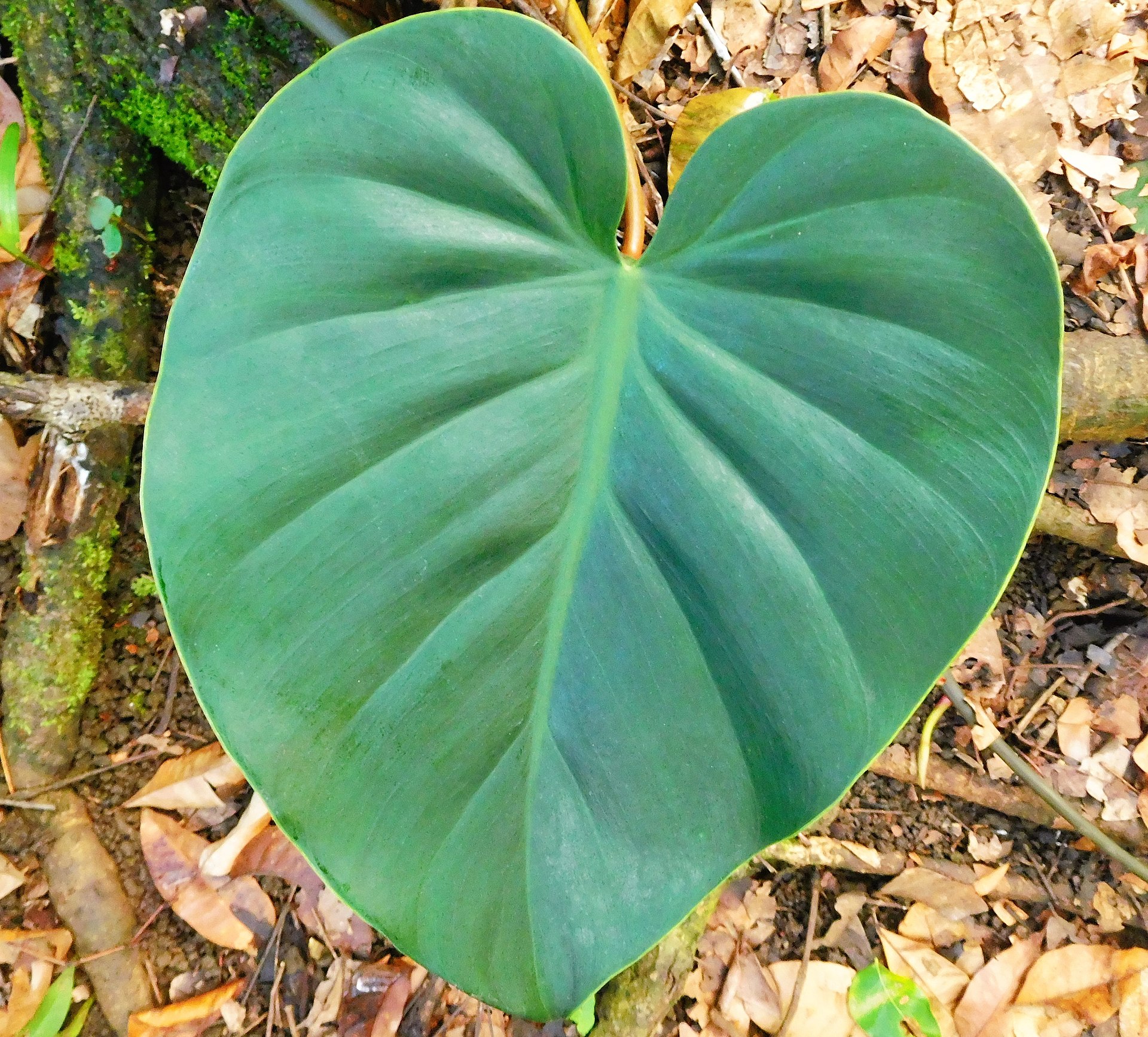 Philodendron Brasil — photo 11