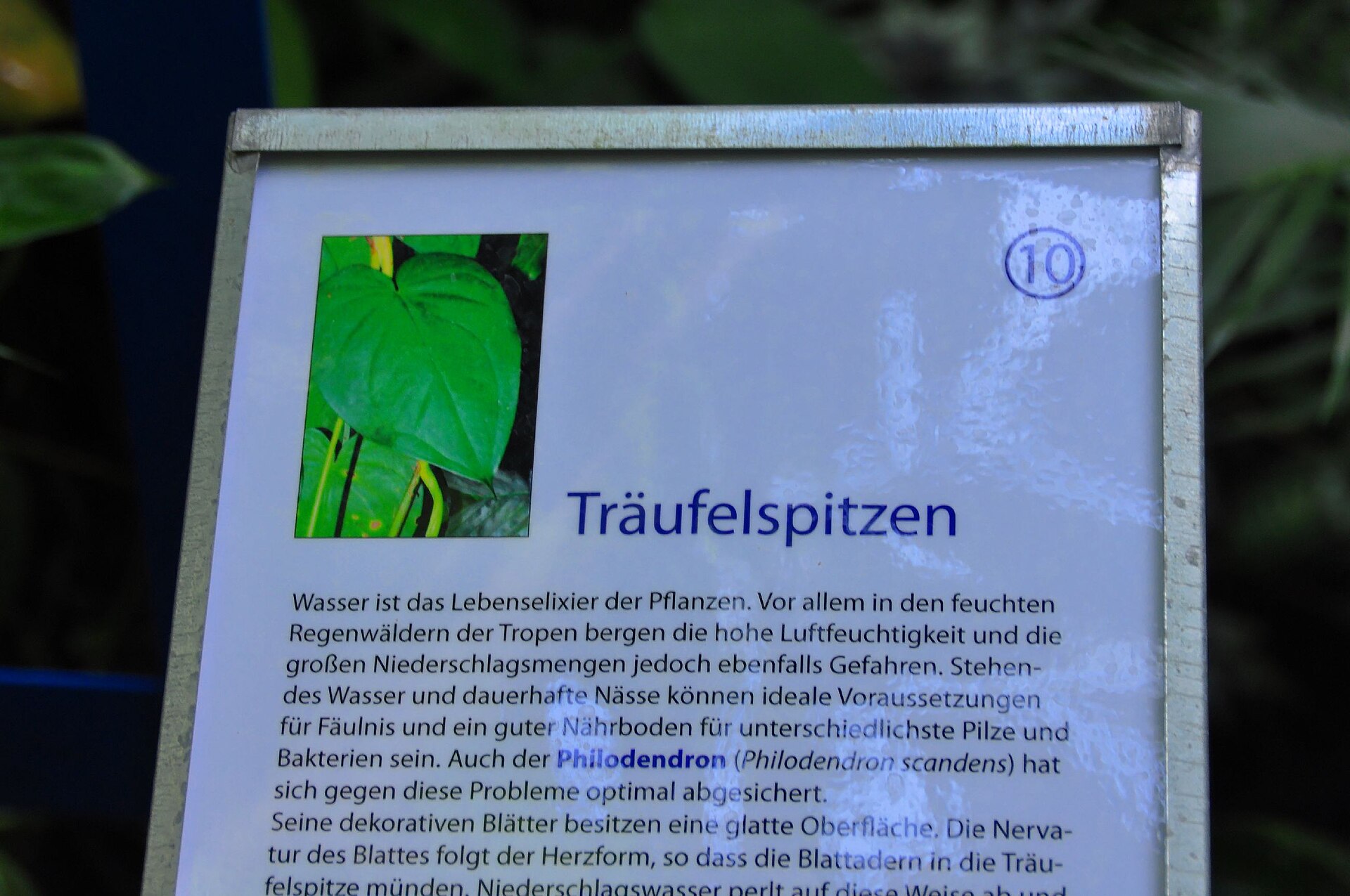 Philodendron Brasil — photo 12