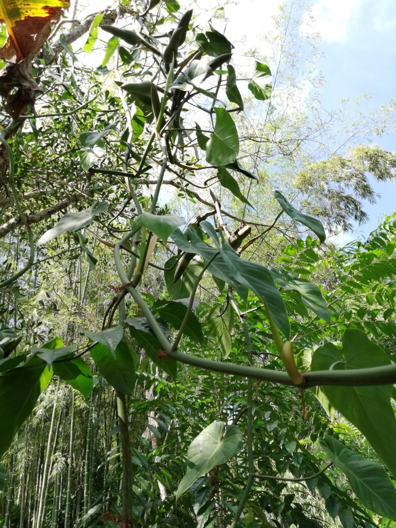 Philodendron Brasil — photo 2