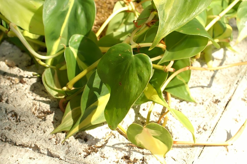 Philodendron Brasil — photo 9