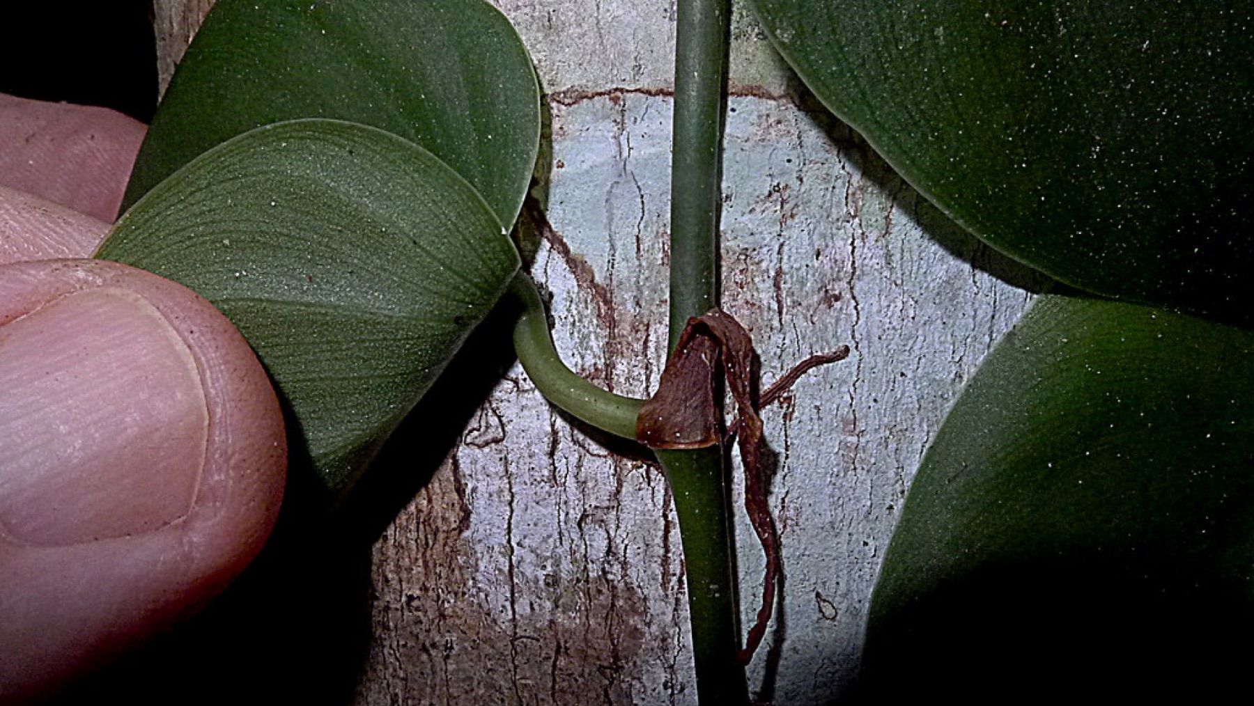 Philodendron Micans — photo 1