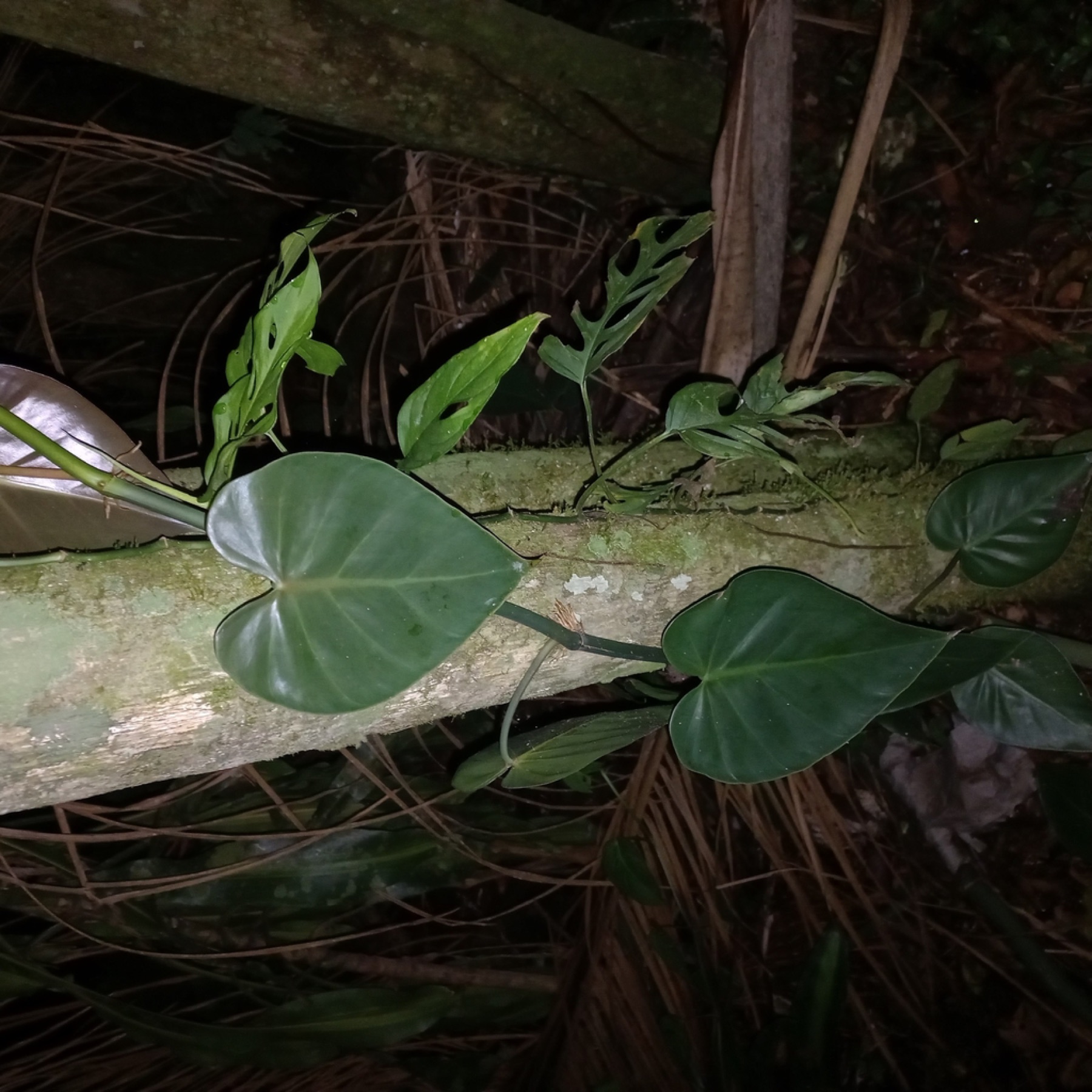 Philodendron Micans — photo 3