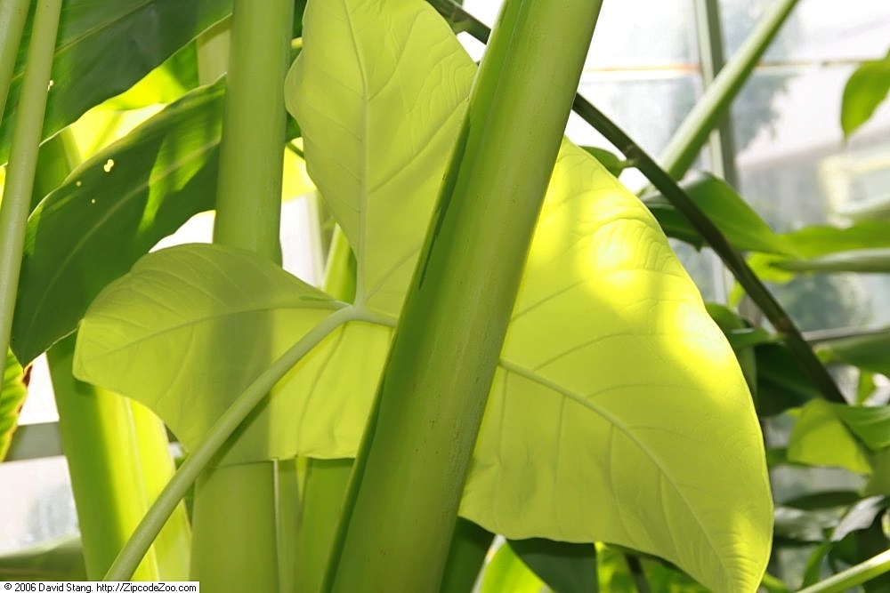 Philodendron Micans — photo 6