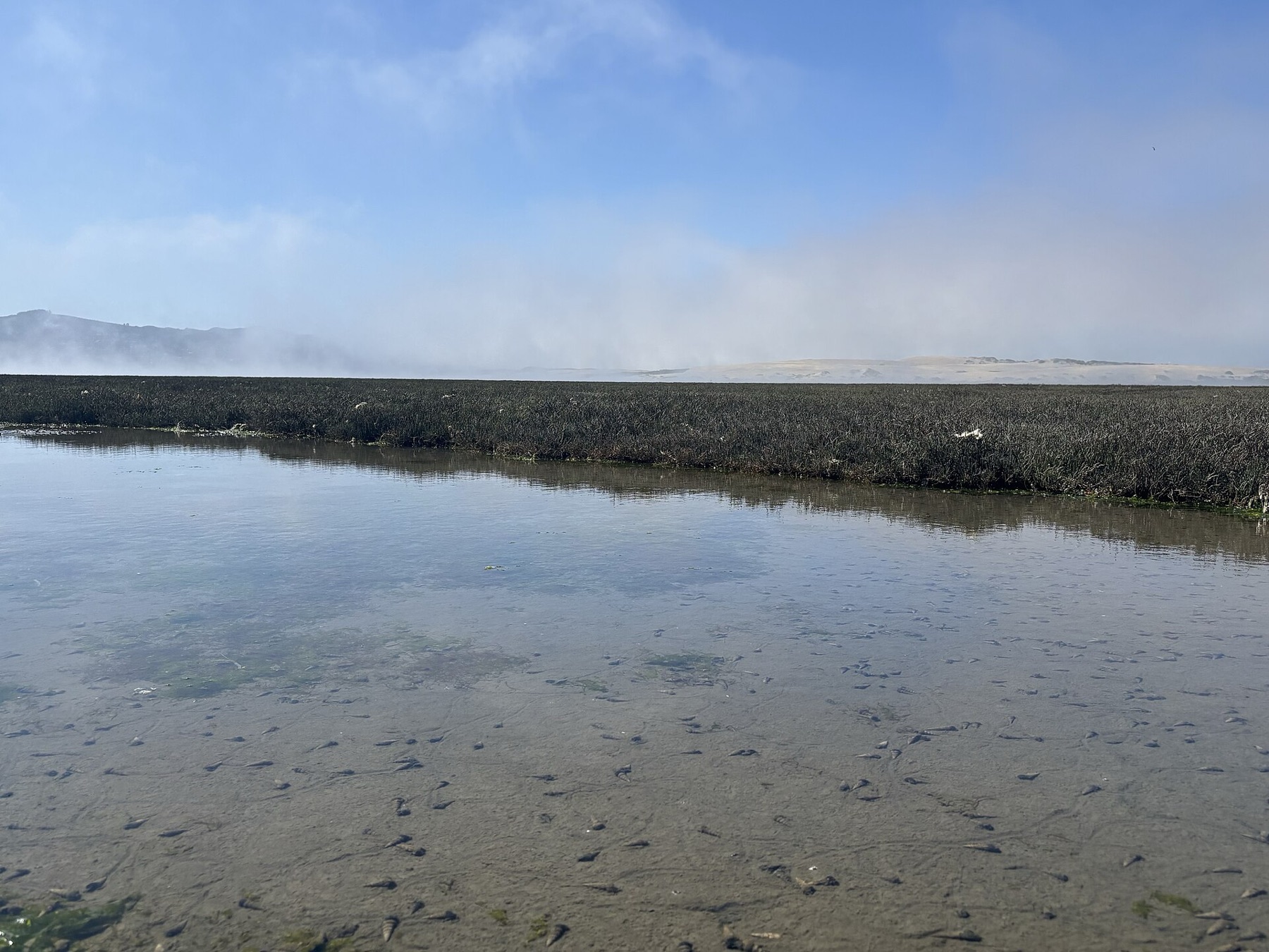 Pickleweed — photo 6