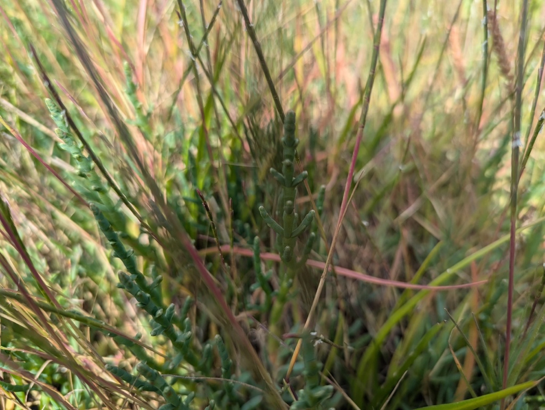 Pickleweed — photo 7