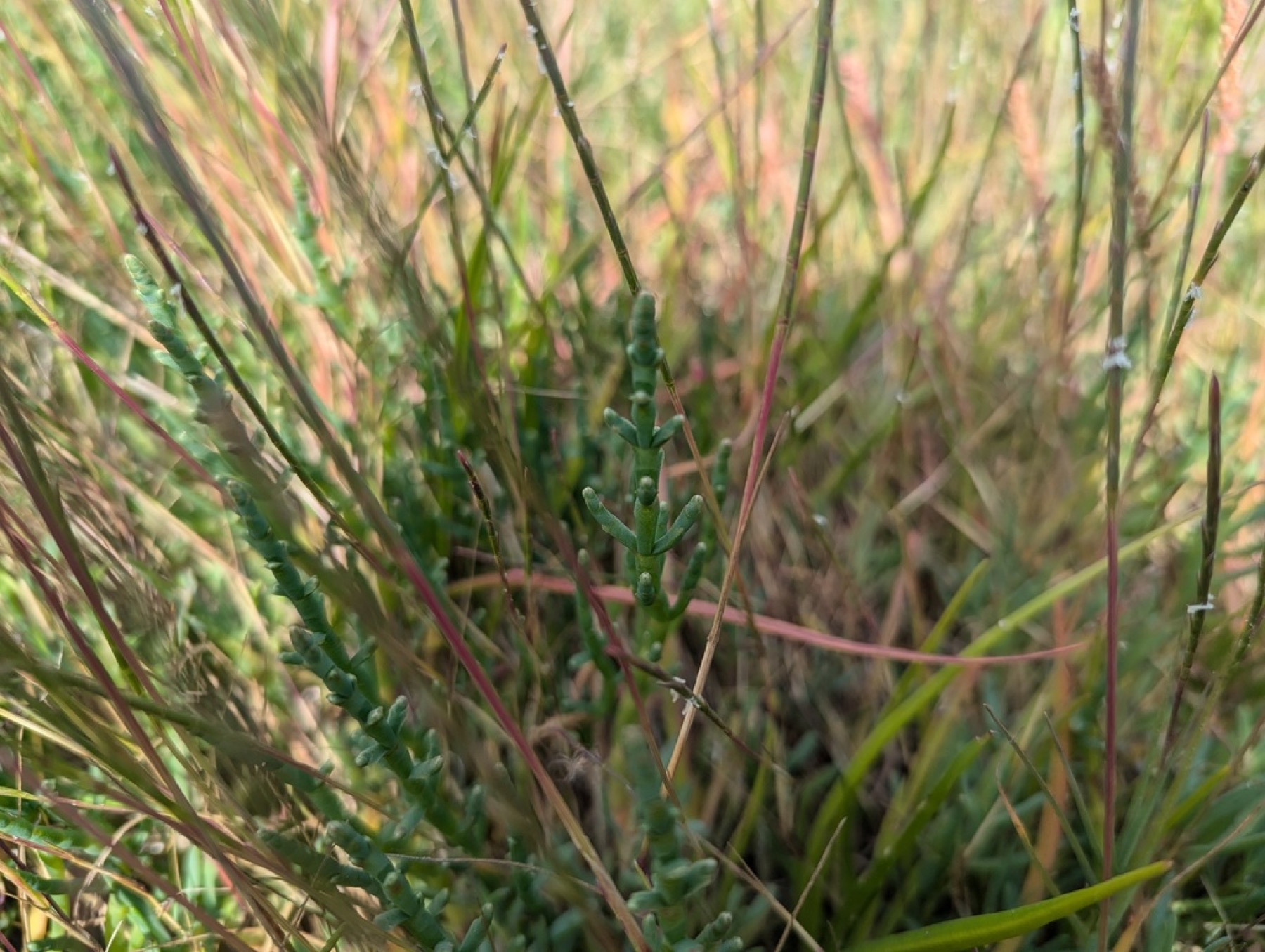 Pickleweed — photo 8