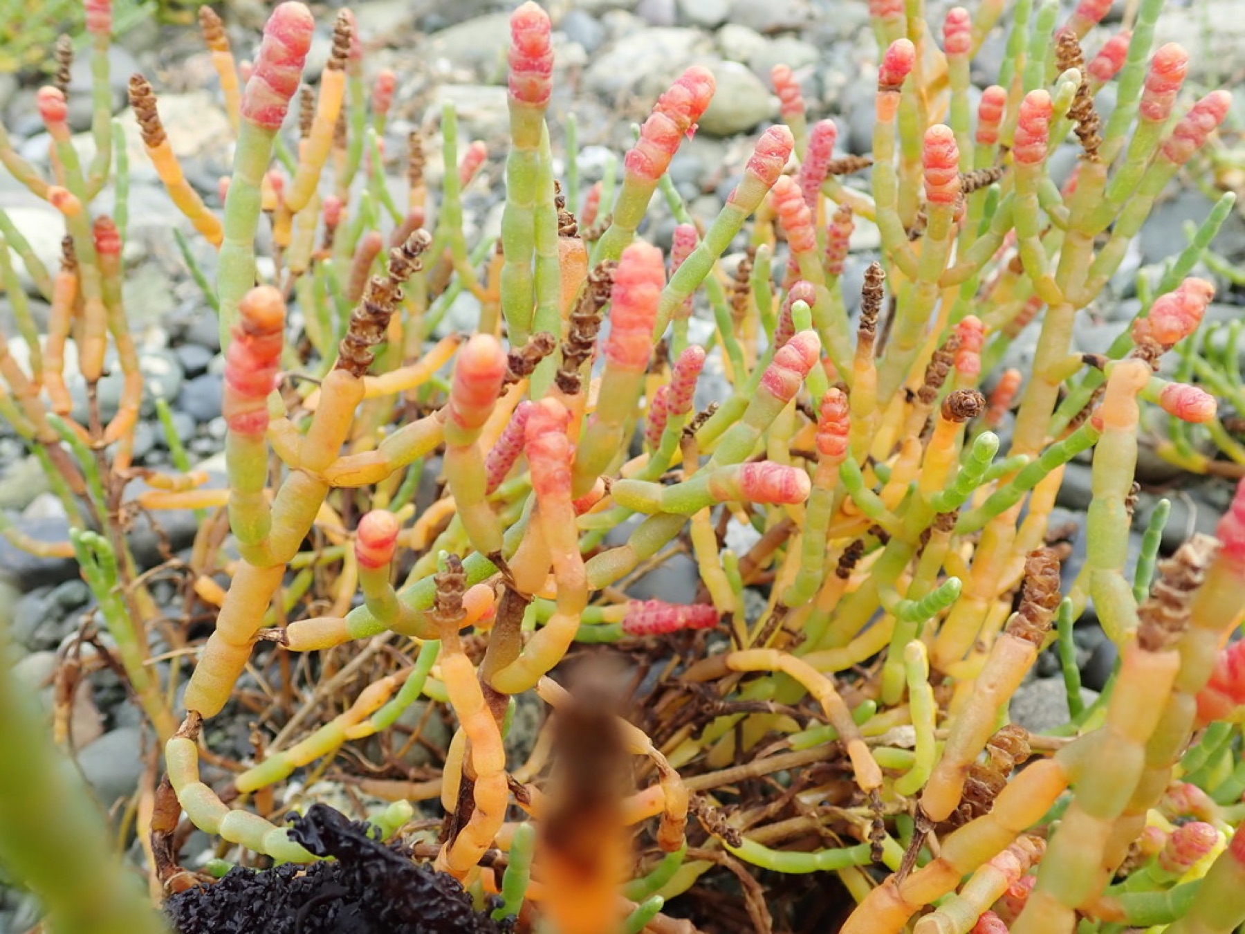 Pickleweed — photo 9