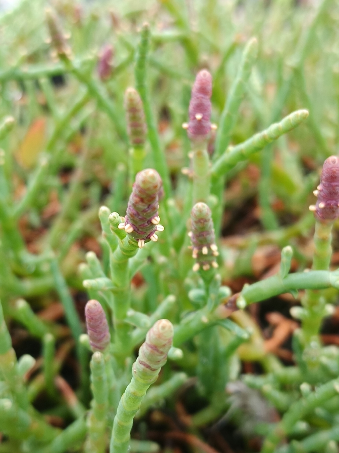 Pickleweed — photo 10