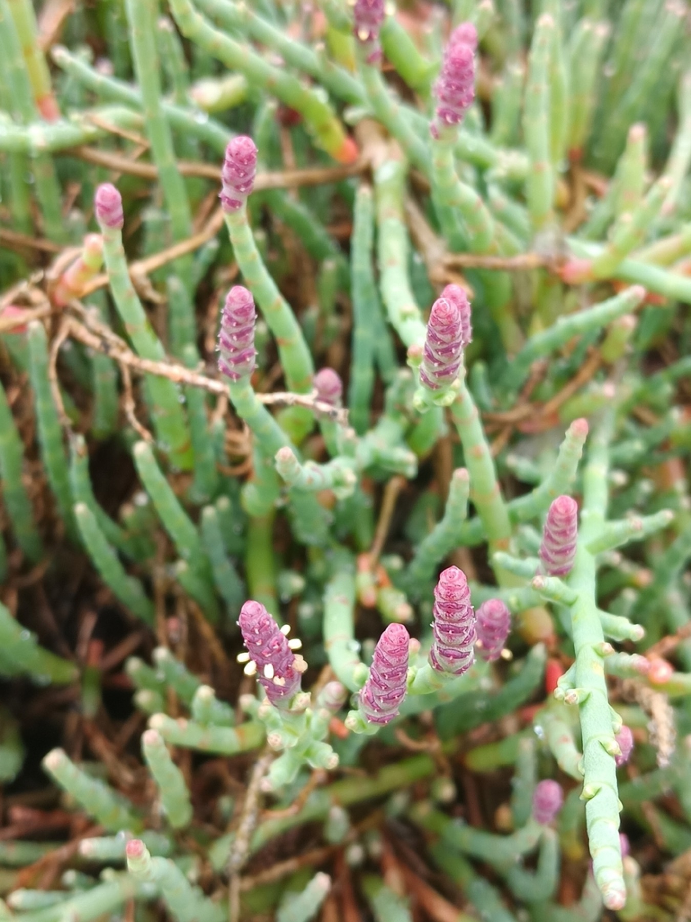 Pickleweed — photo 11