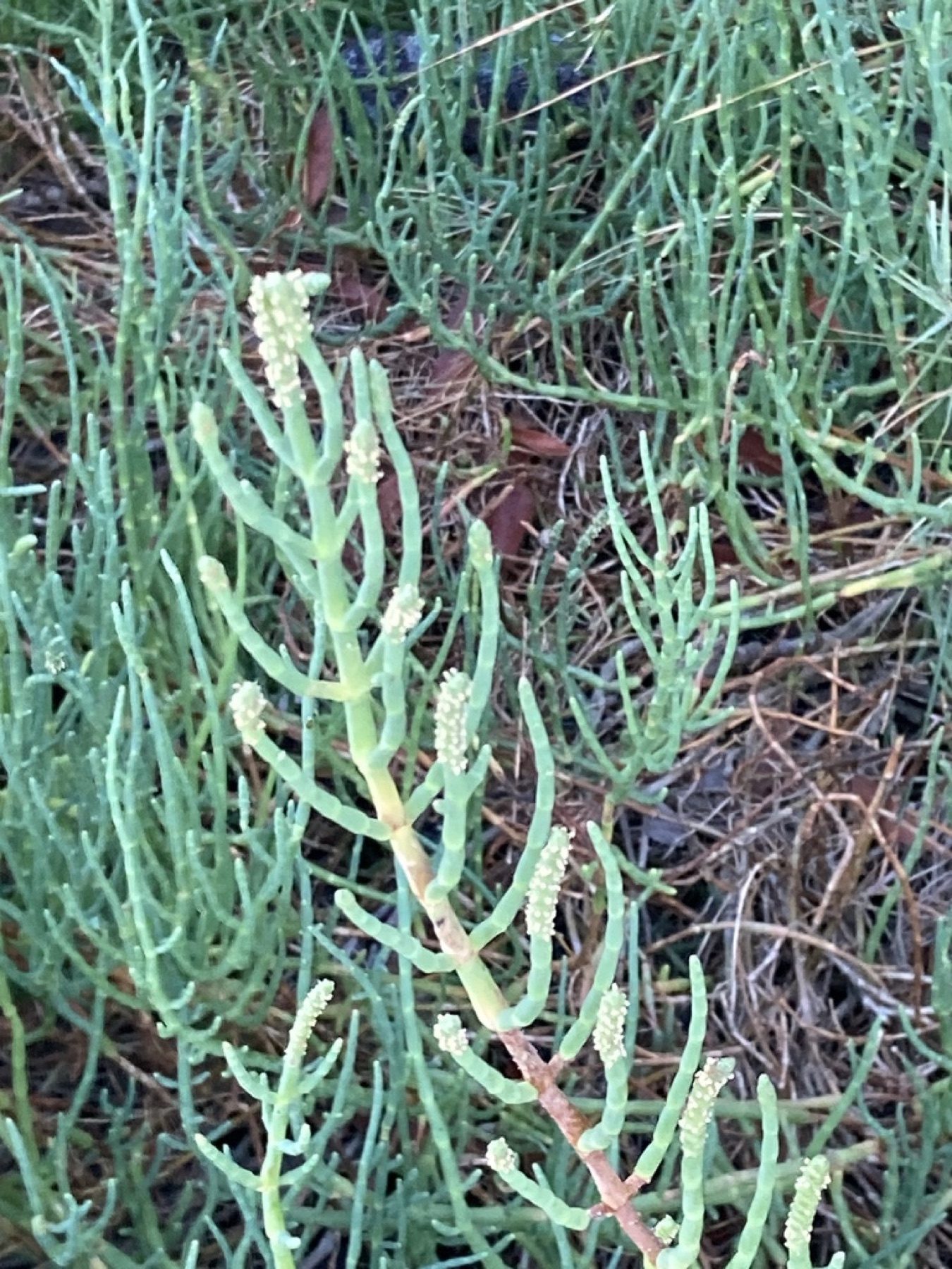 Pickleweed — photo 12