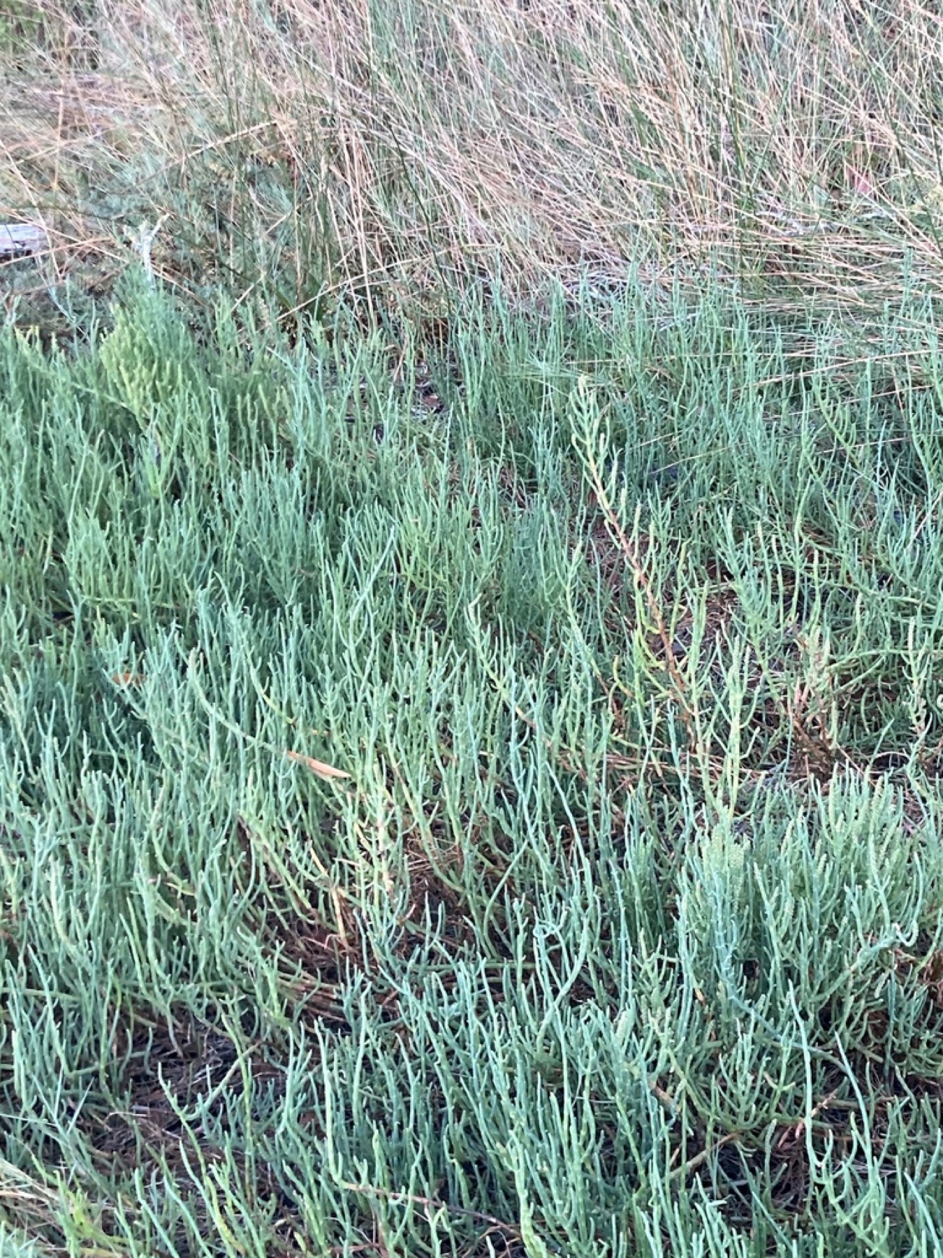 Pickleweed — photo 13