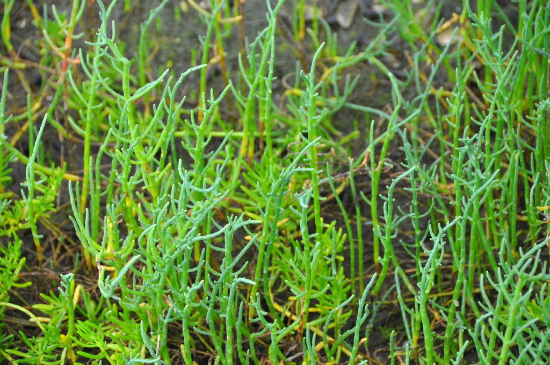 Pickleweed — photo 14