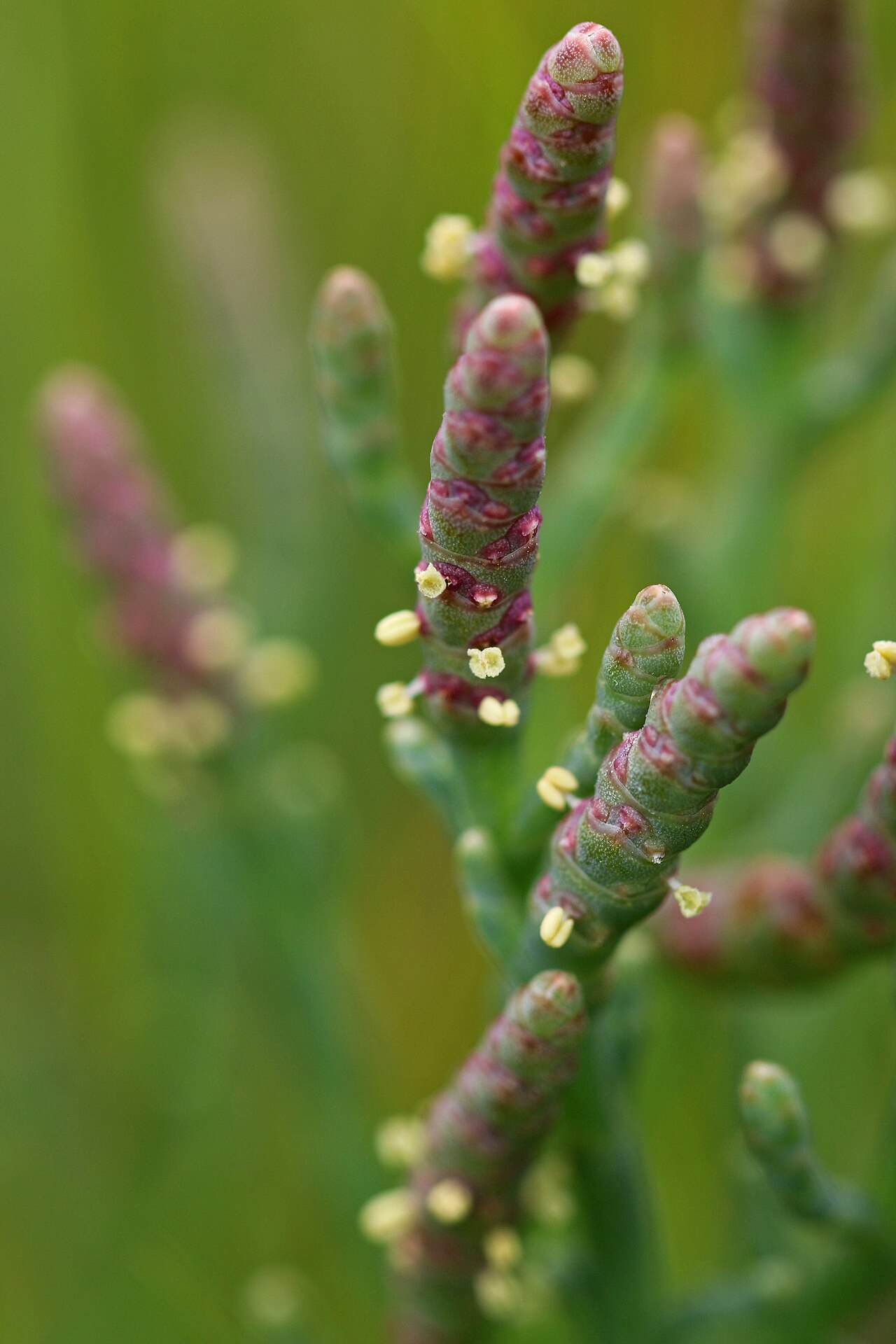 Pickleweed — photo 16