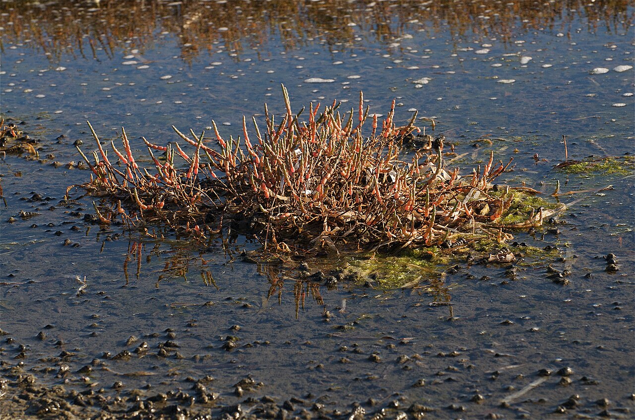 Pickleweed — photo 17