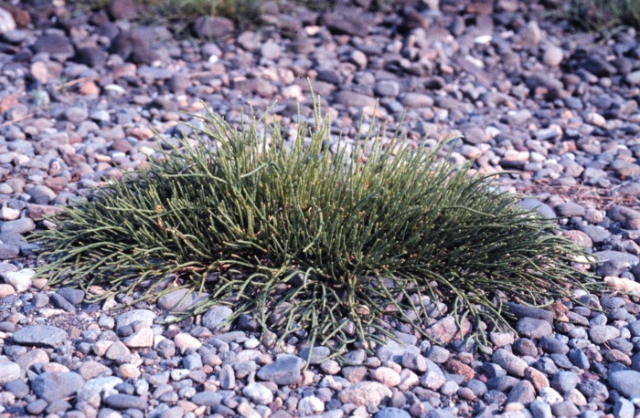 Pickleweed — photo 18
