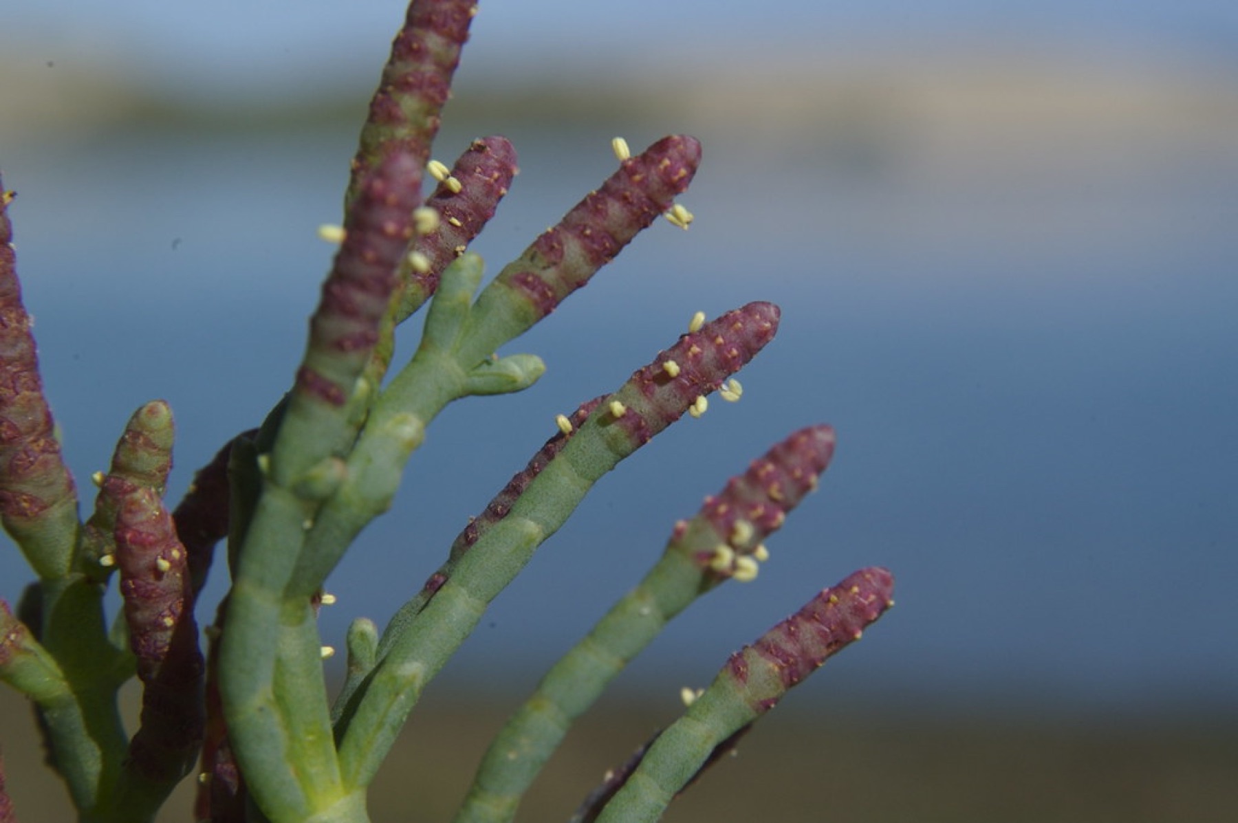 Pickleweed — photo 1