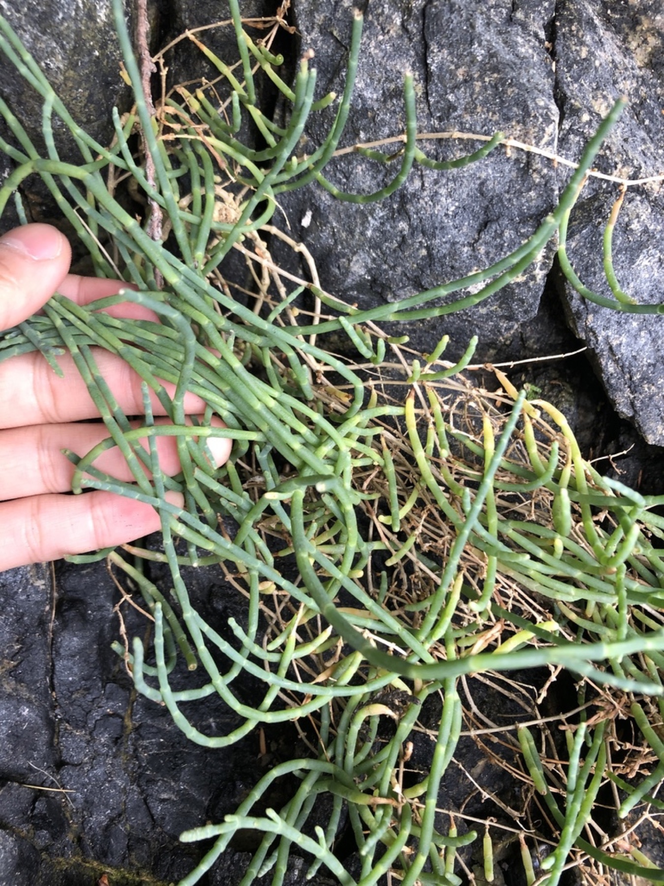 Pickleweed — photo 2